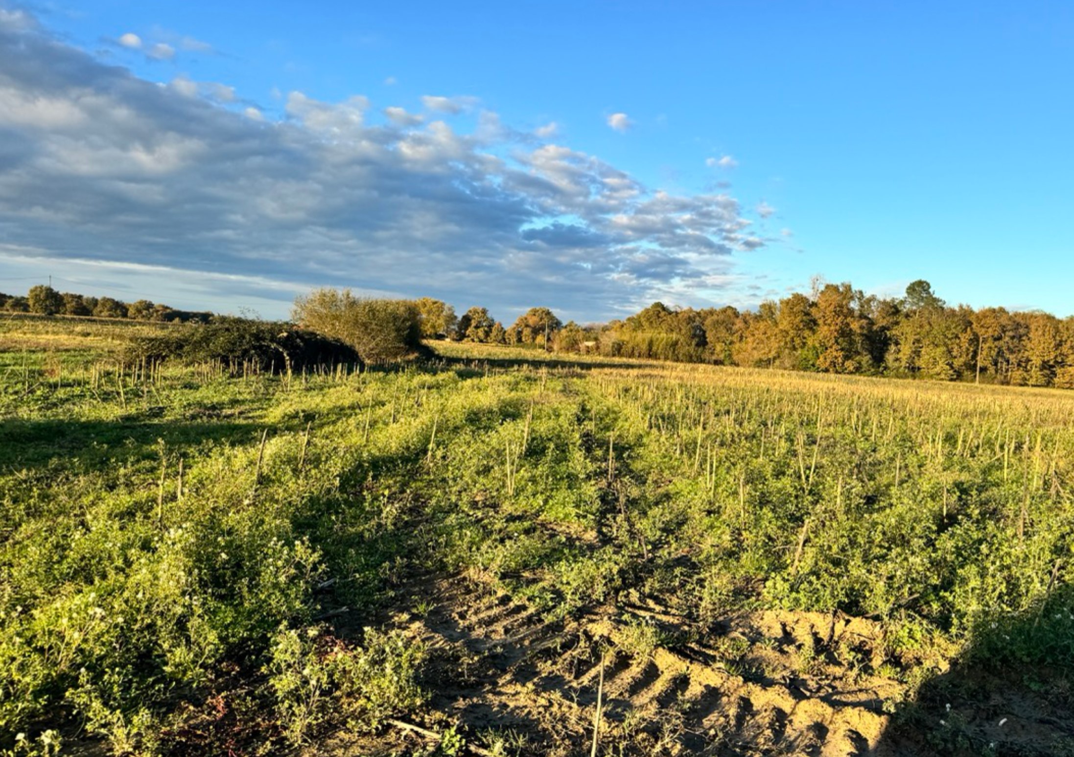 Creation of 8.2 hectares of woodland in the Gers — 2