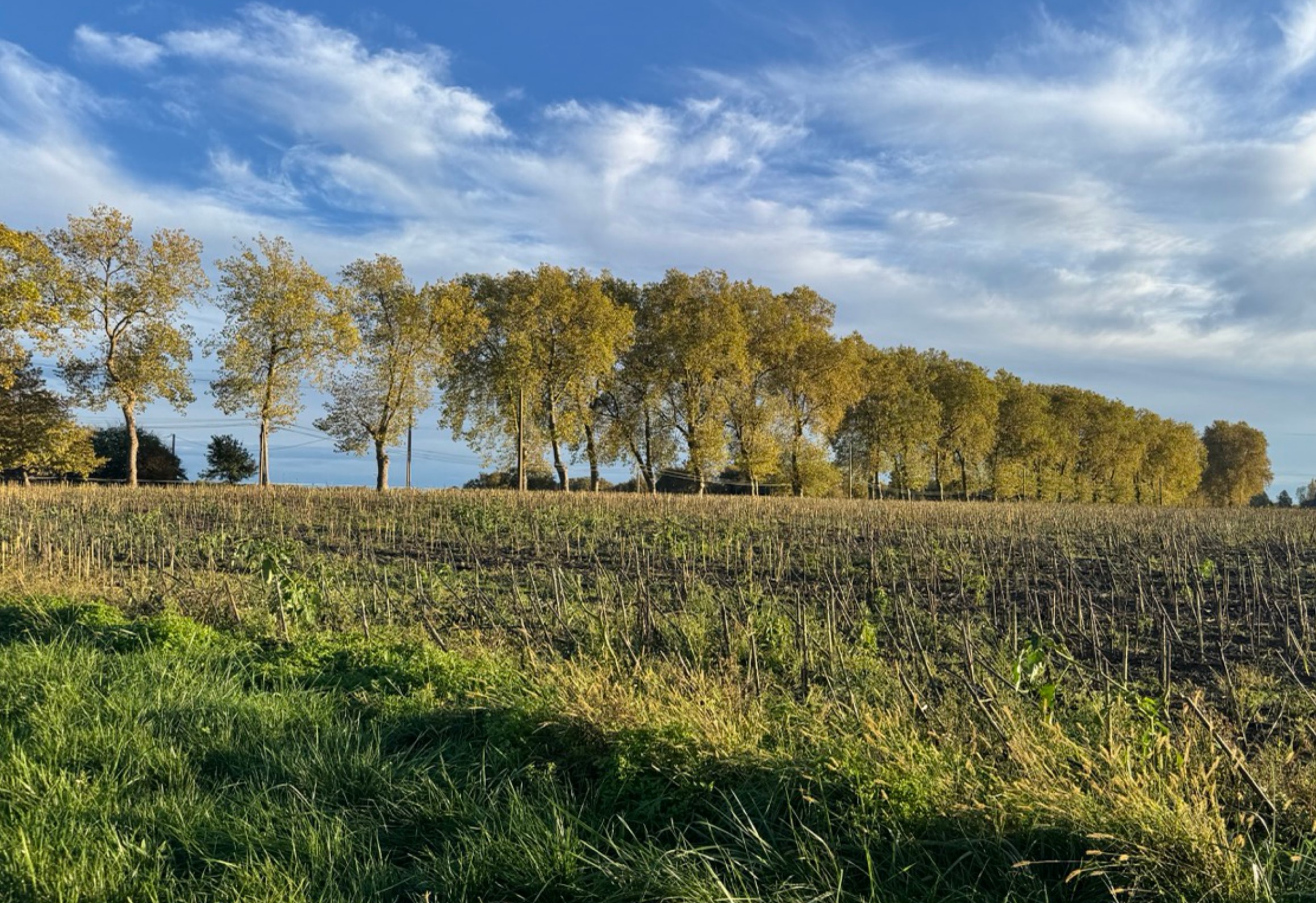 Creation of 8.2 hectares of woodland in the Gers