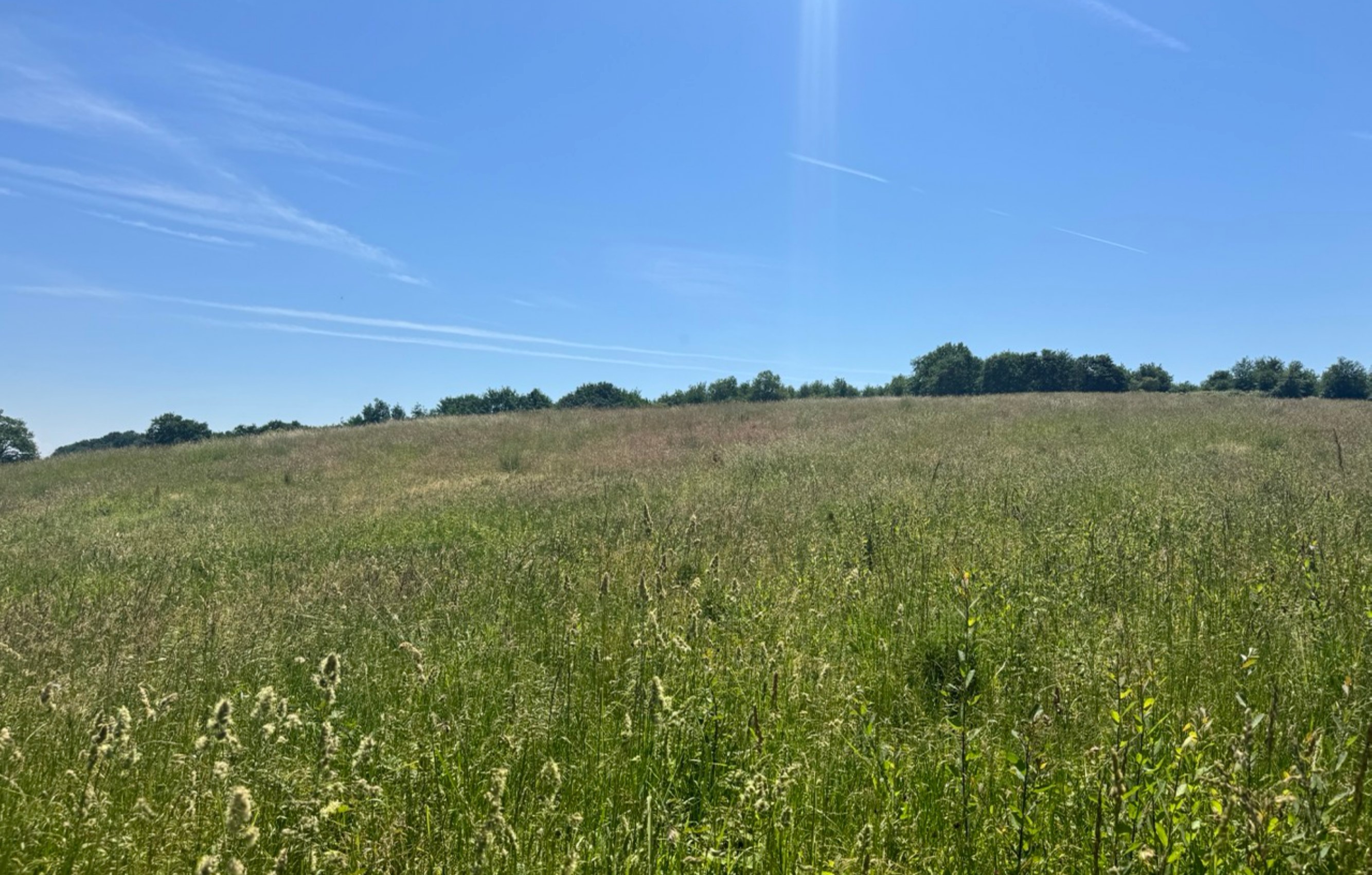 Nouveau boisement de 3,7 hectares à Monget — 1
