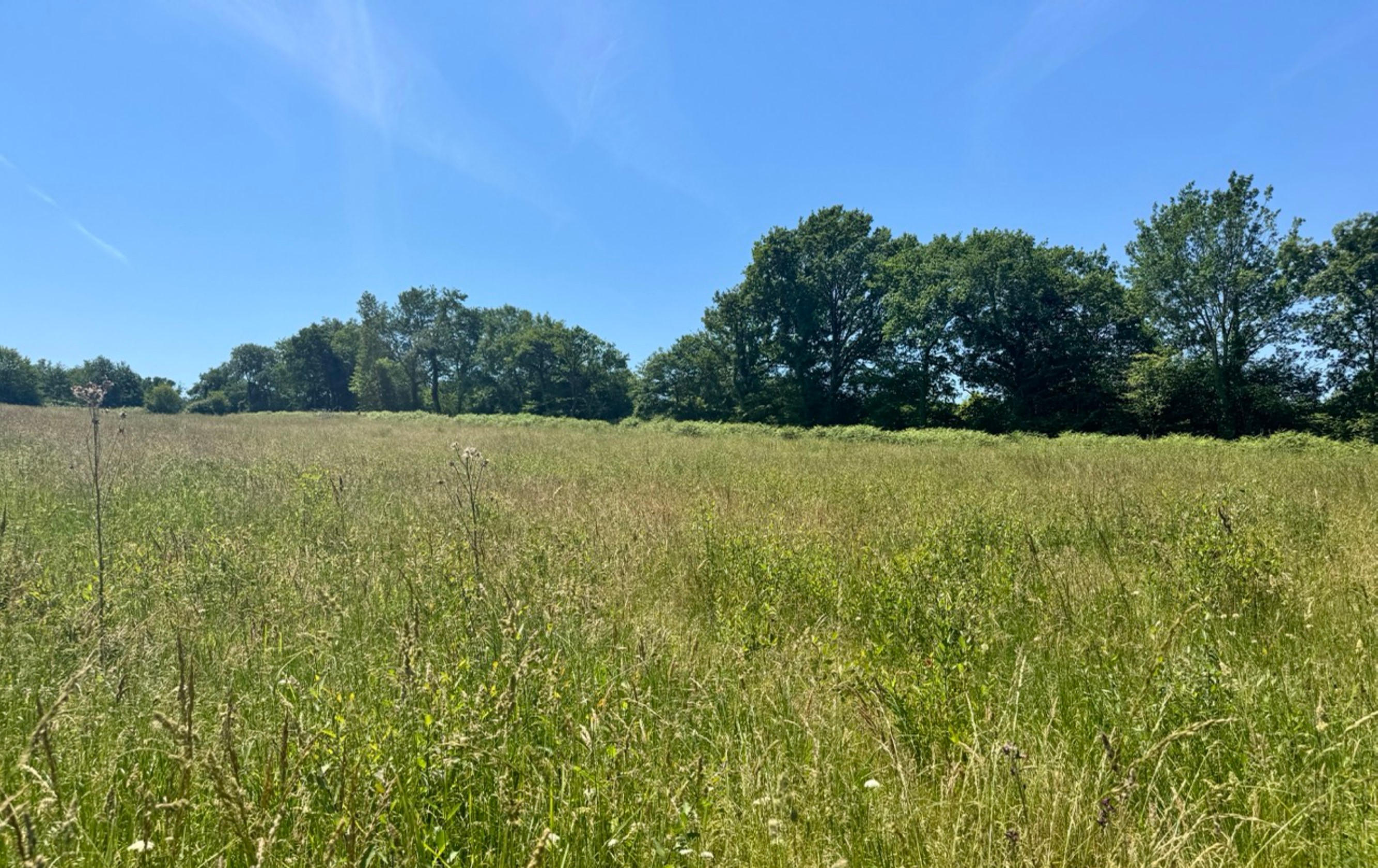 Nouveau boisement de 3,7 hectares à Monget
