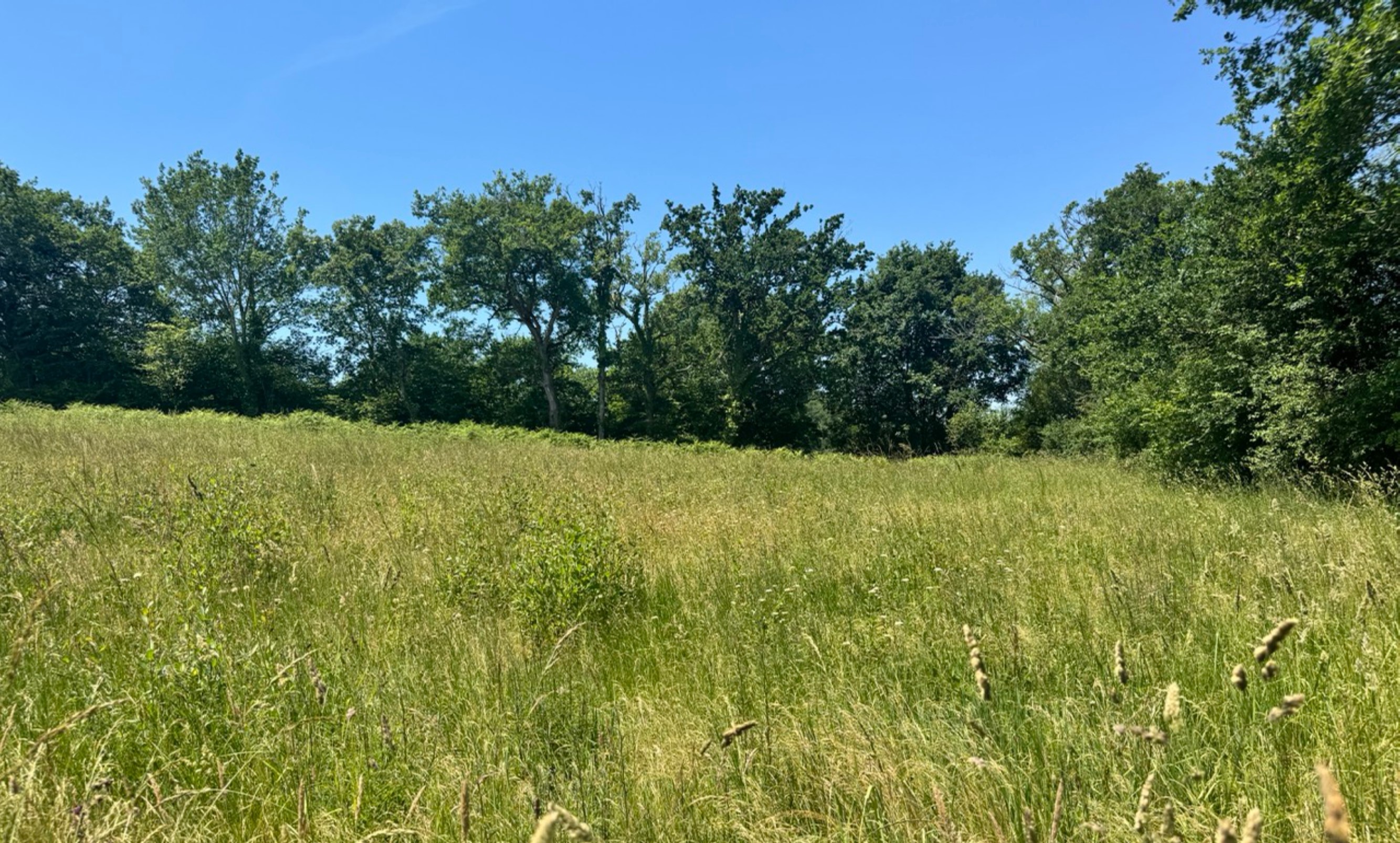 Nouveau boisement de 3,7 hectares à Monget — 2