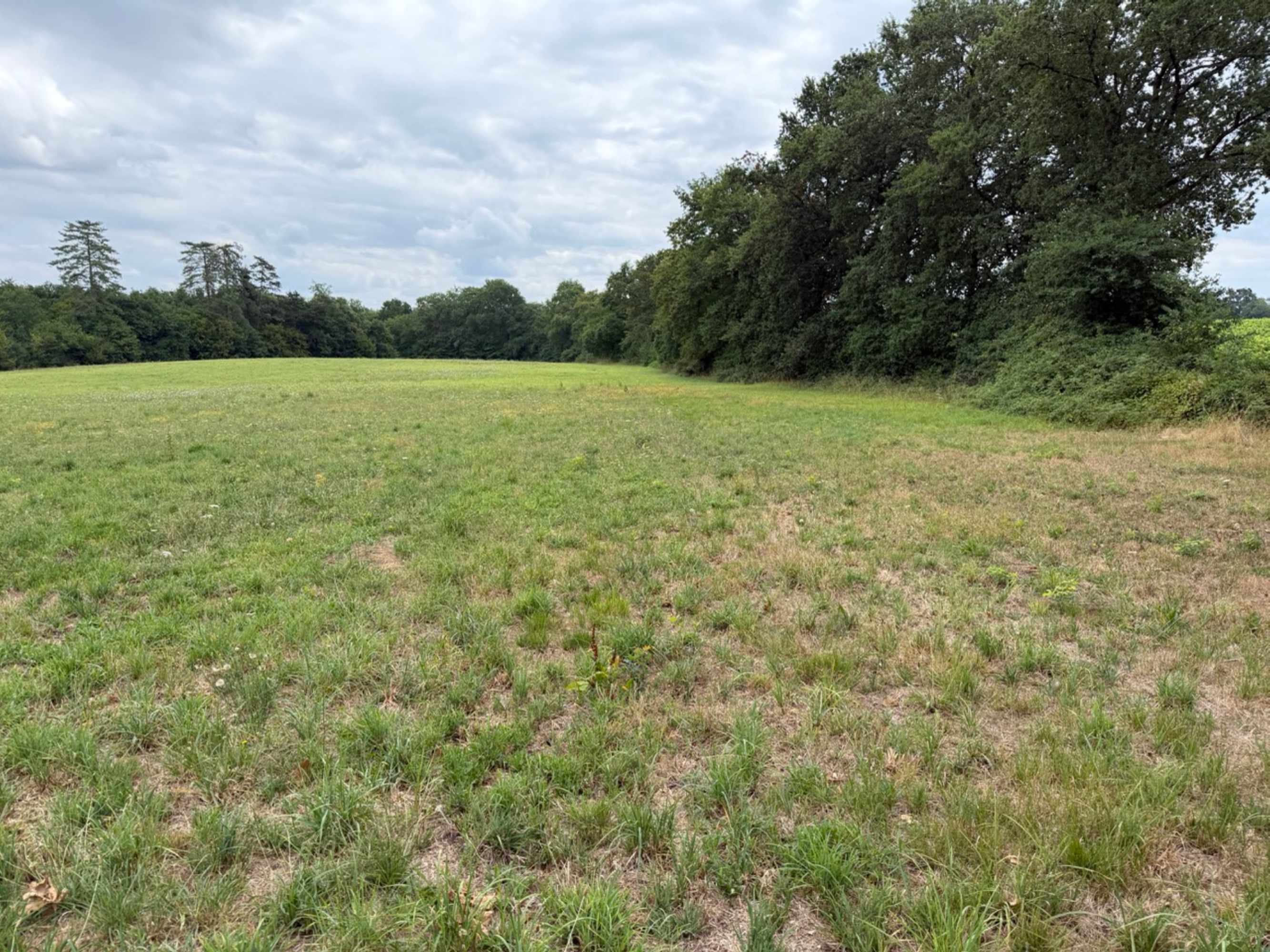 Nouveau boisement de 2,8 hectares à Parleboscq