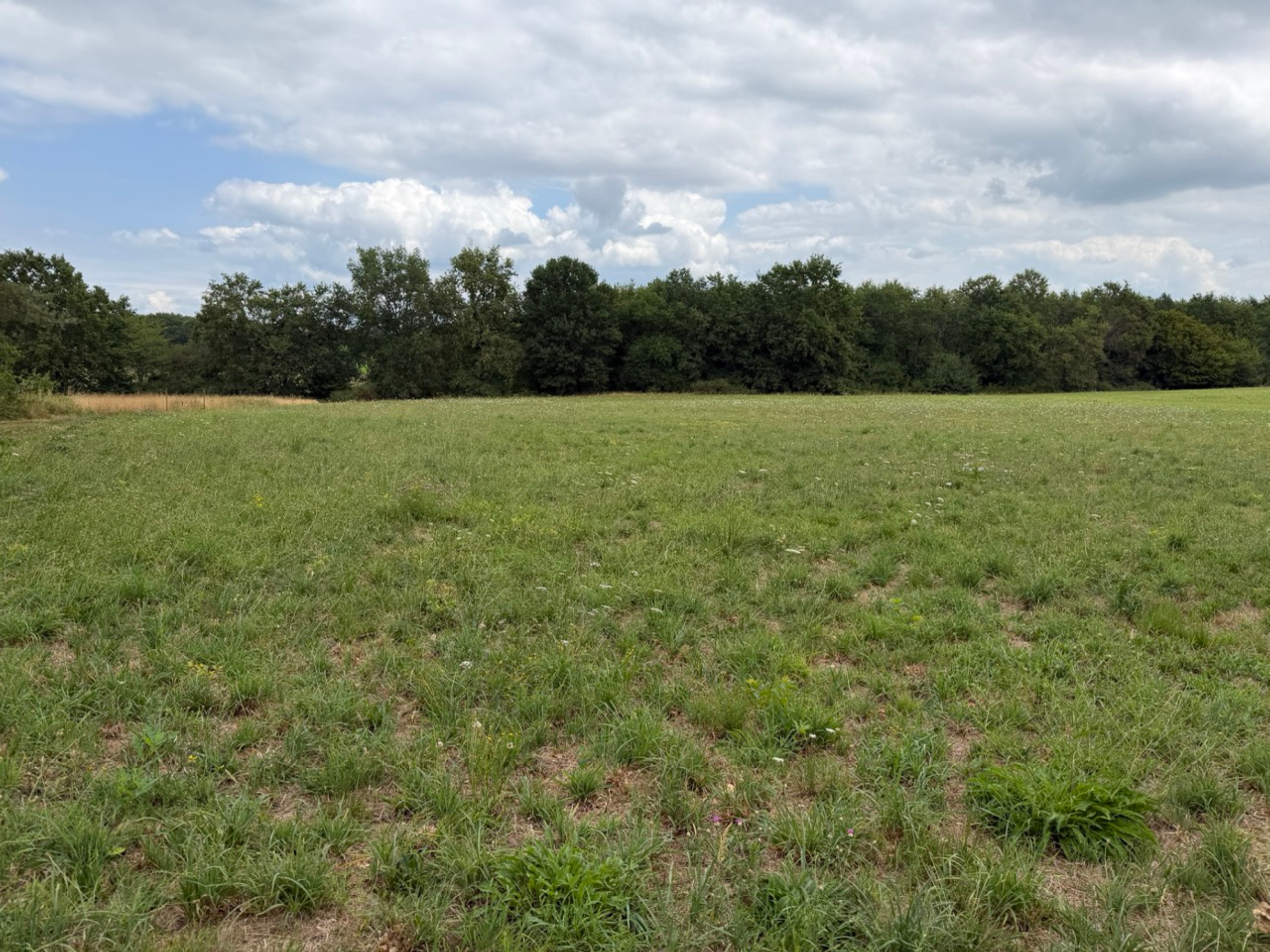 Nouveau boisement de 2,8 hectares à Parleboscq — 1