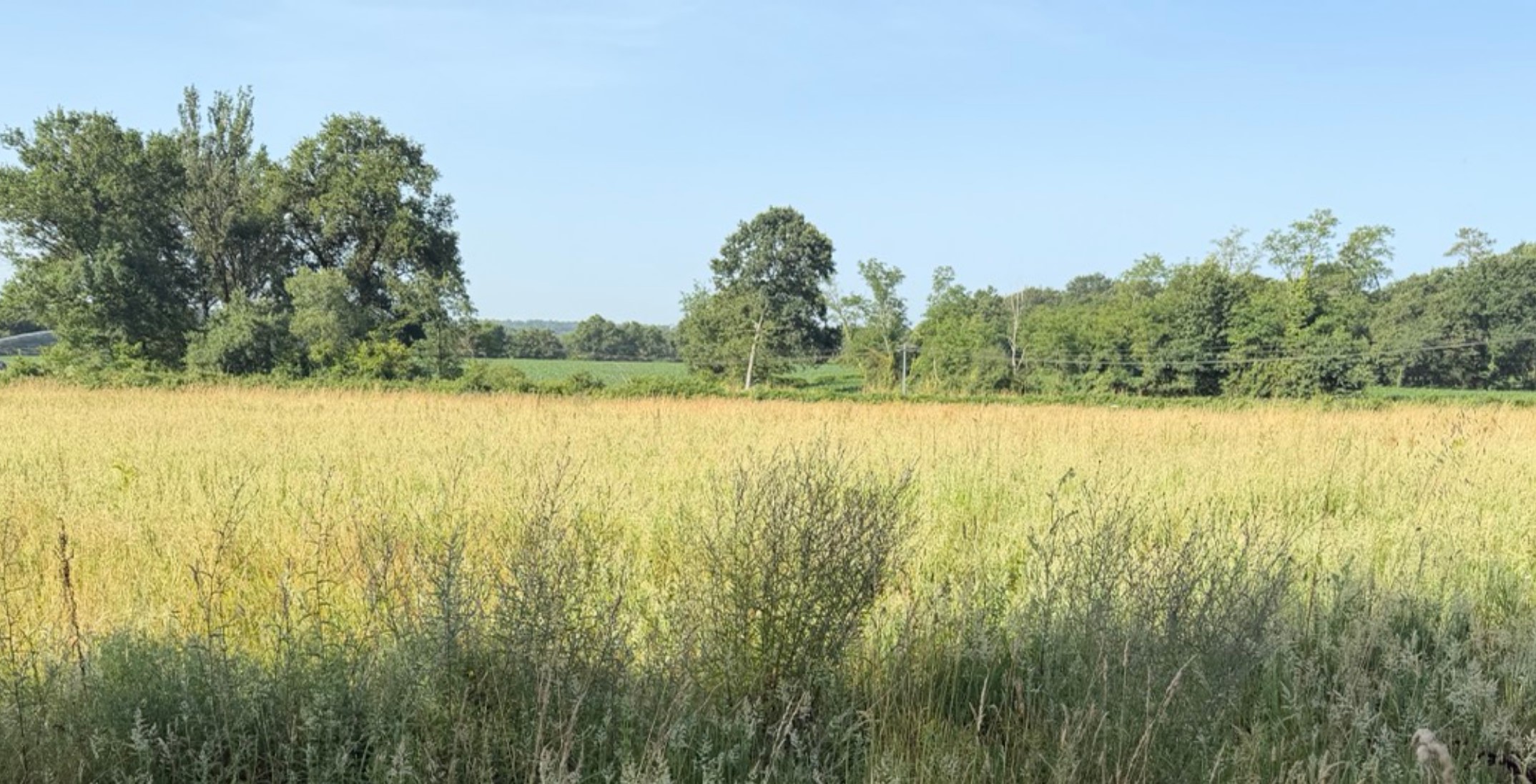 Création de 3,17 hectares de forêts à Grenade-sur-l'Adour — 1