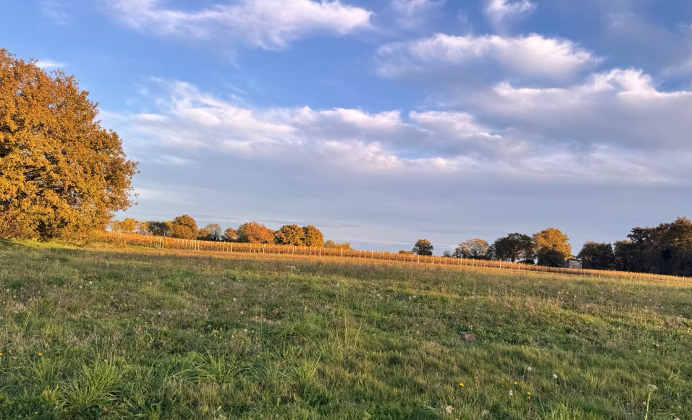 New afforestation covering 5.45 hectares in the Gers