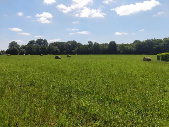 A diverse afforestation project covering 7.4 hectares in Roëzé-sur-Sarthe