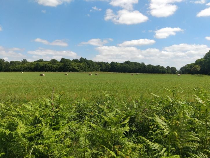 A diverse afforestation project covering 7.4 hectares in Roëzé-sur-Sarthe — 2