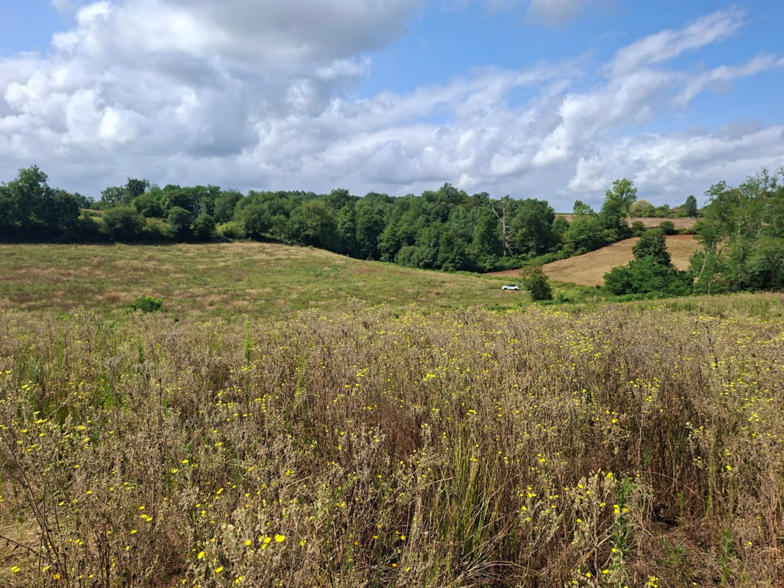 Création de 6,38 hectares de forêt à Maupas et Estang — 1