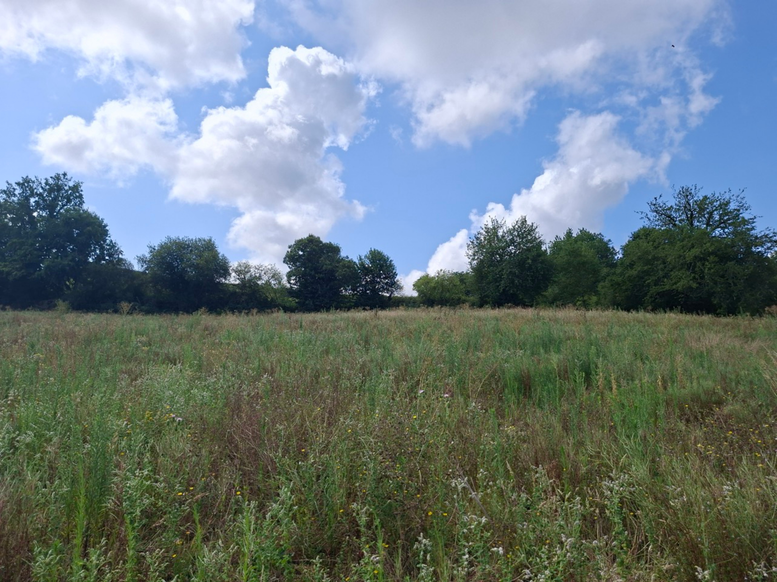 Création de 6,38 hectares de forêt à Maupas et Estang