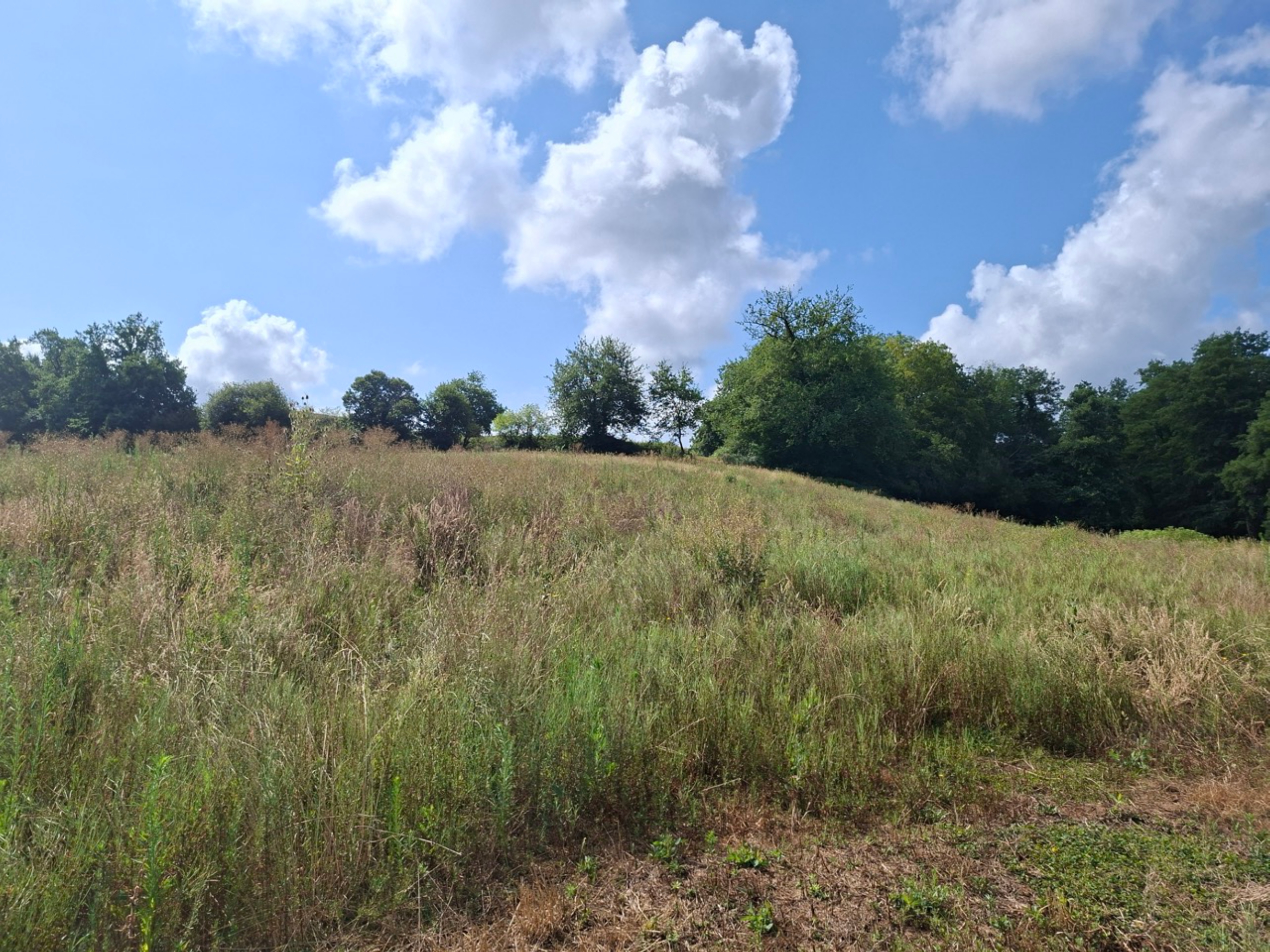 Création de 6,38 hectares de forêt à Maupas et Estang — 2