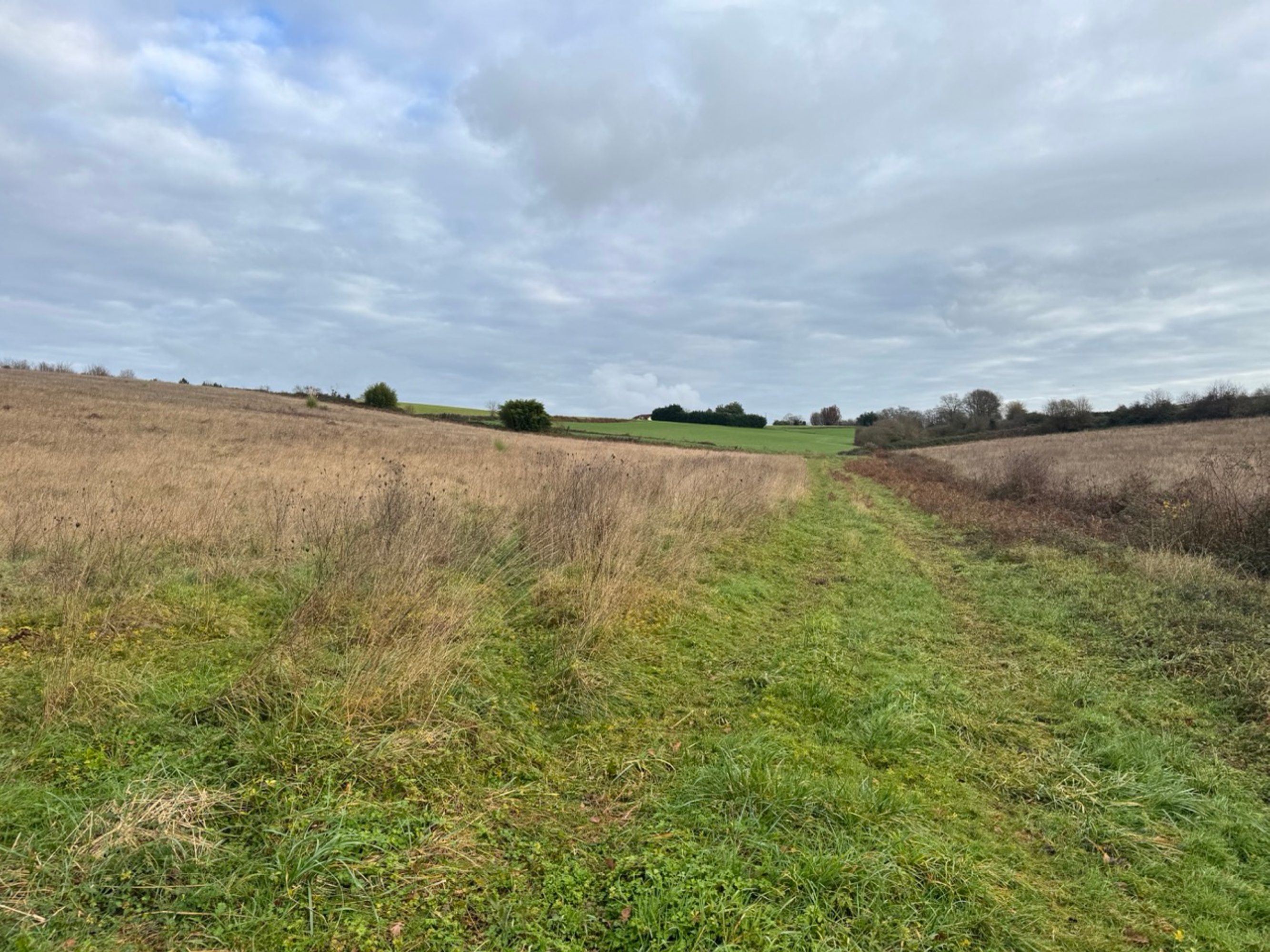 New afforestation in Doazit and Montaut