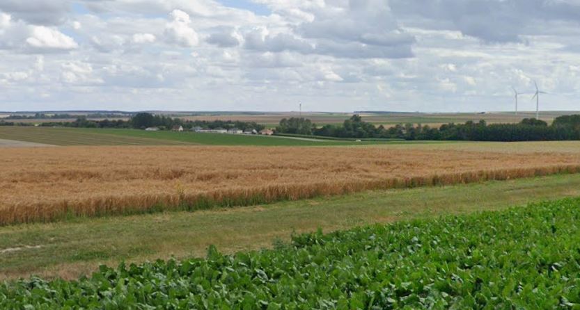 New diversified afforestation in the Marne
