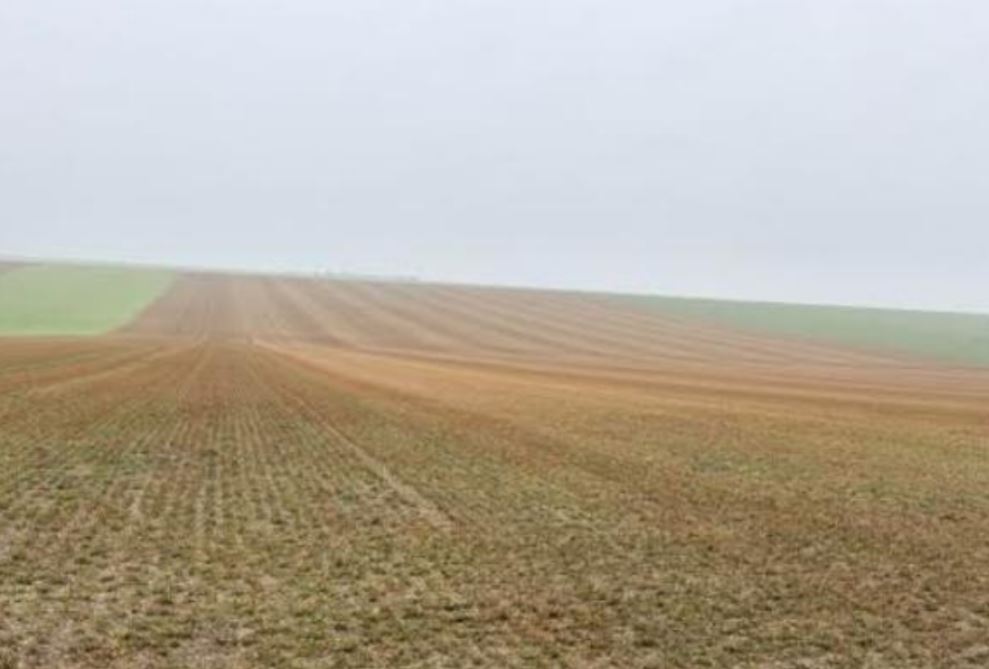 New diversified afforestation in the Marne — 1