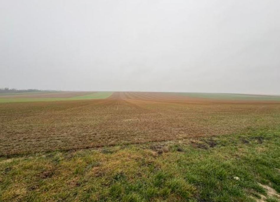 New diversified afforestation in the Marne — 2