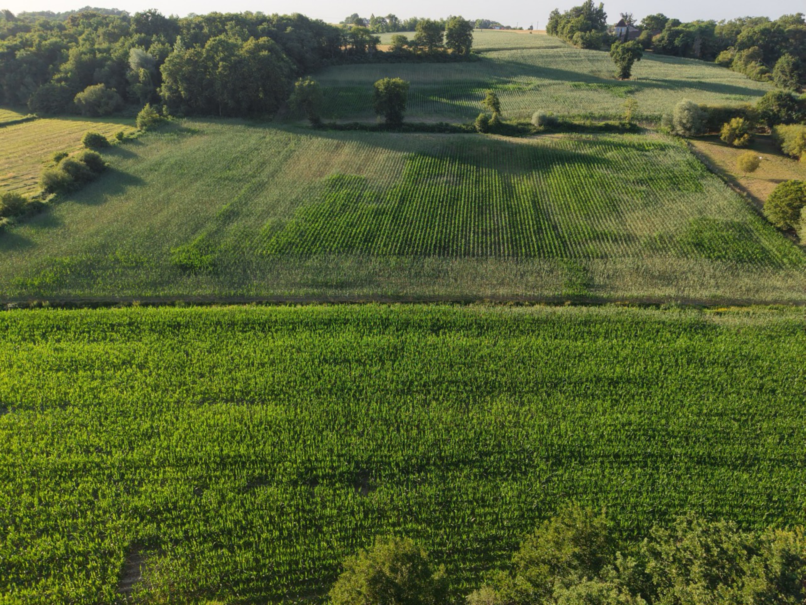 Création de 7,55 hectares de forêts à Sainte-Colombe — 2