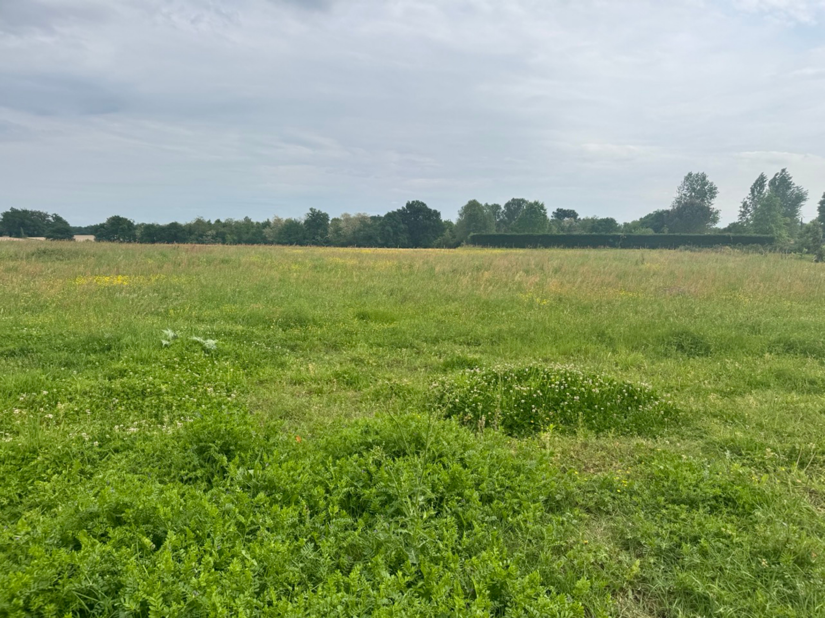 New afforestation covering 2.52 hectares in the Landes — 1