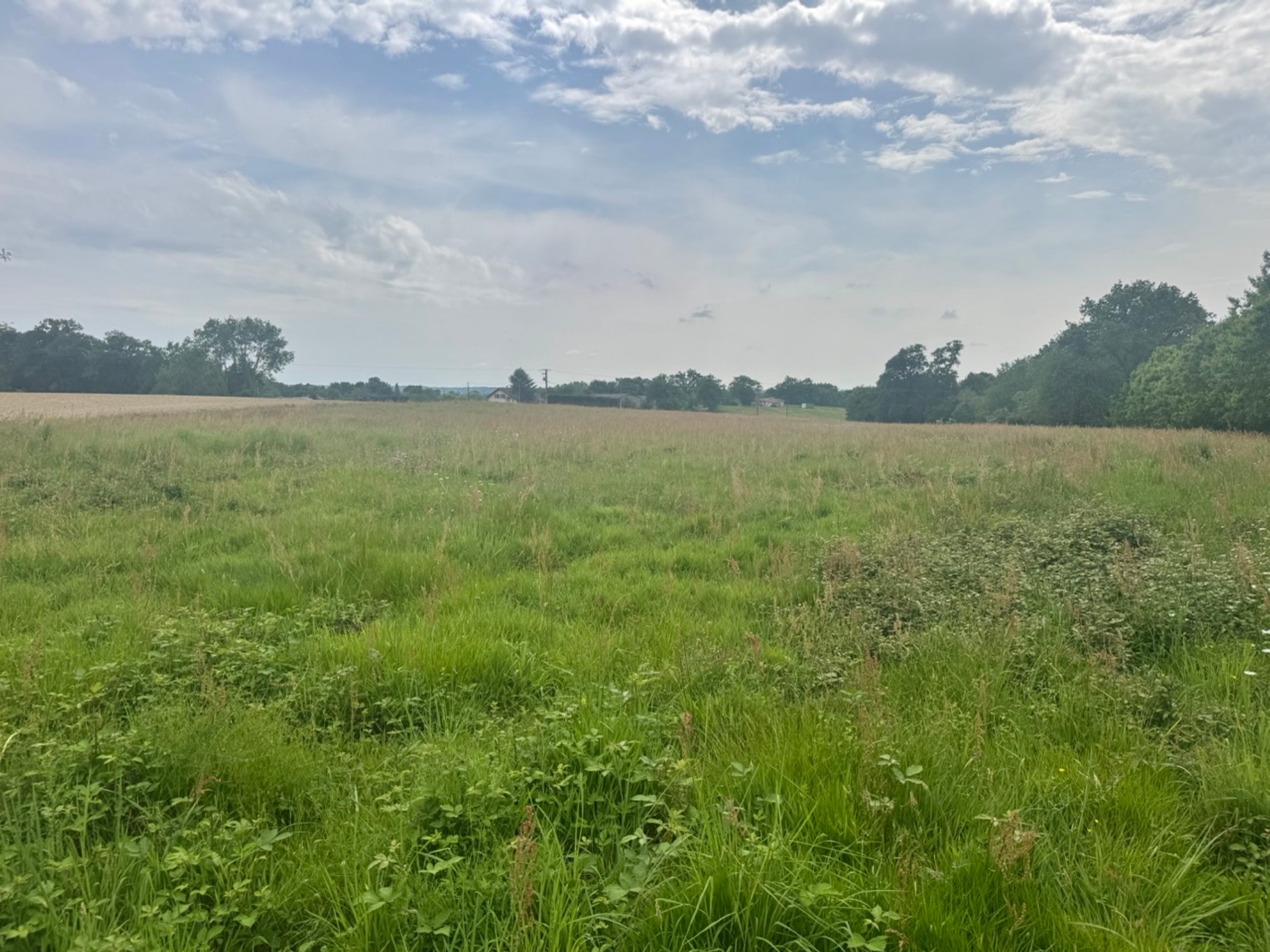 New afforestation covering 2.52 hectares in the Landes — 2