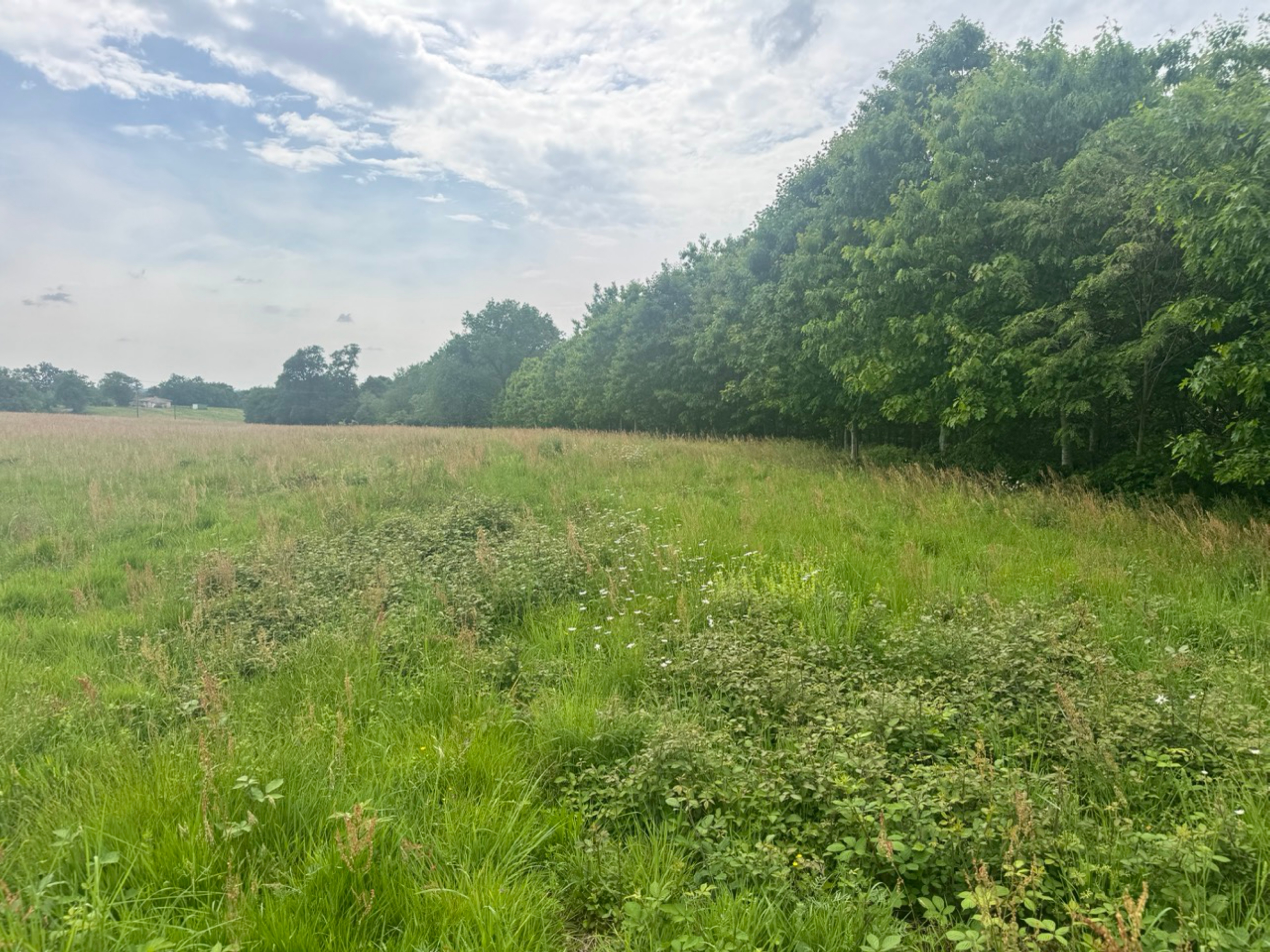 New afforestation covering 2.52 hectares in the Landes
