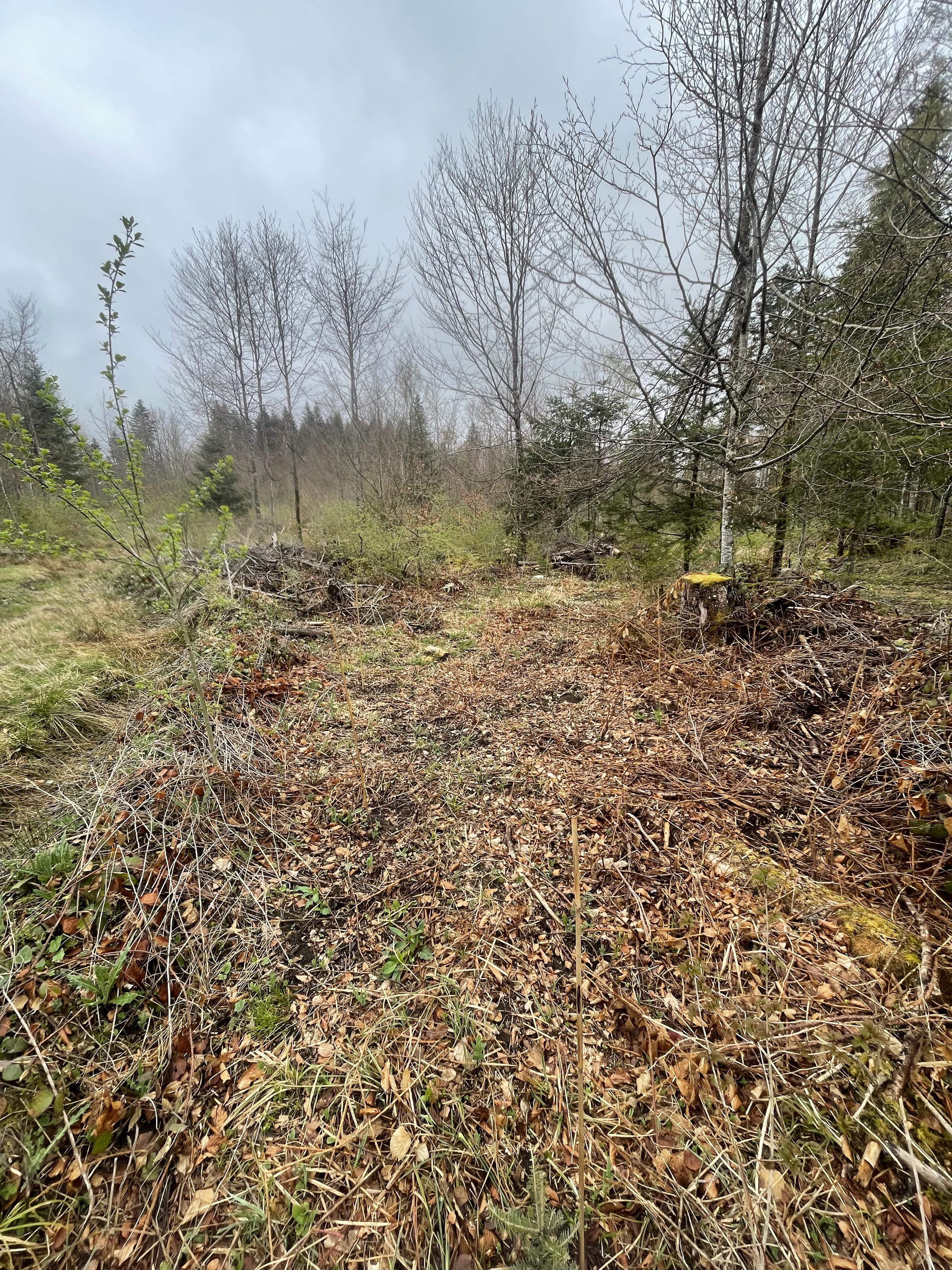 Reforestation of a forest ravaged by bark beetles in the Jura — 1