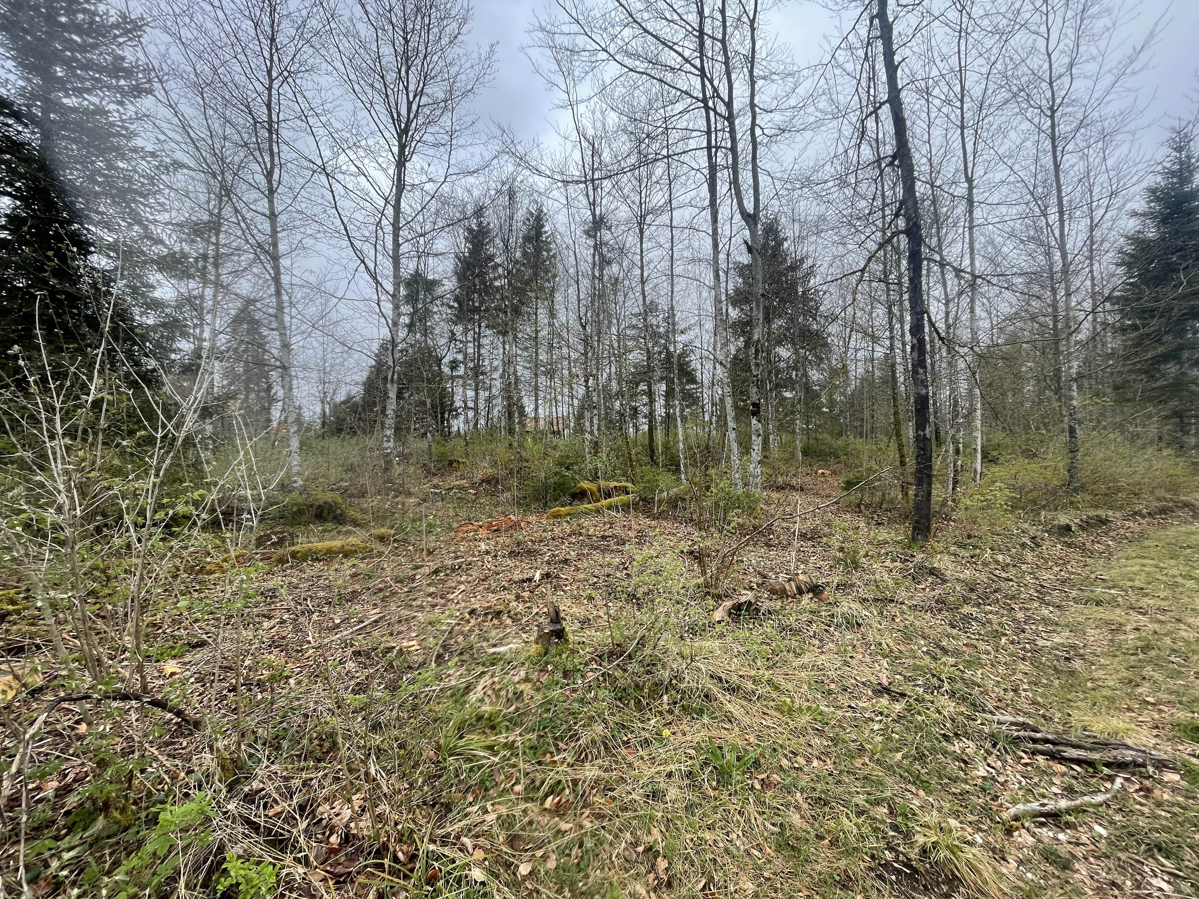 Reforestation of a forest ravaged by bark beetles in the Jura