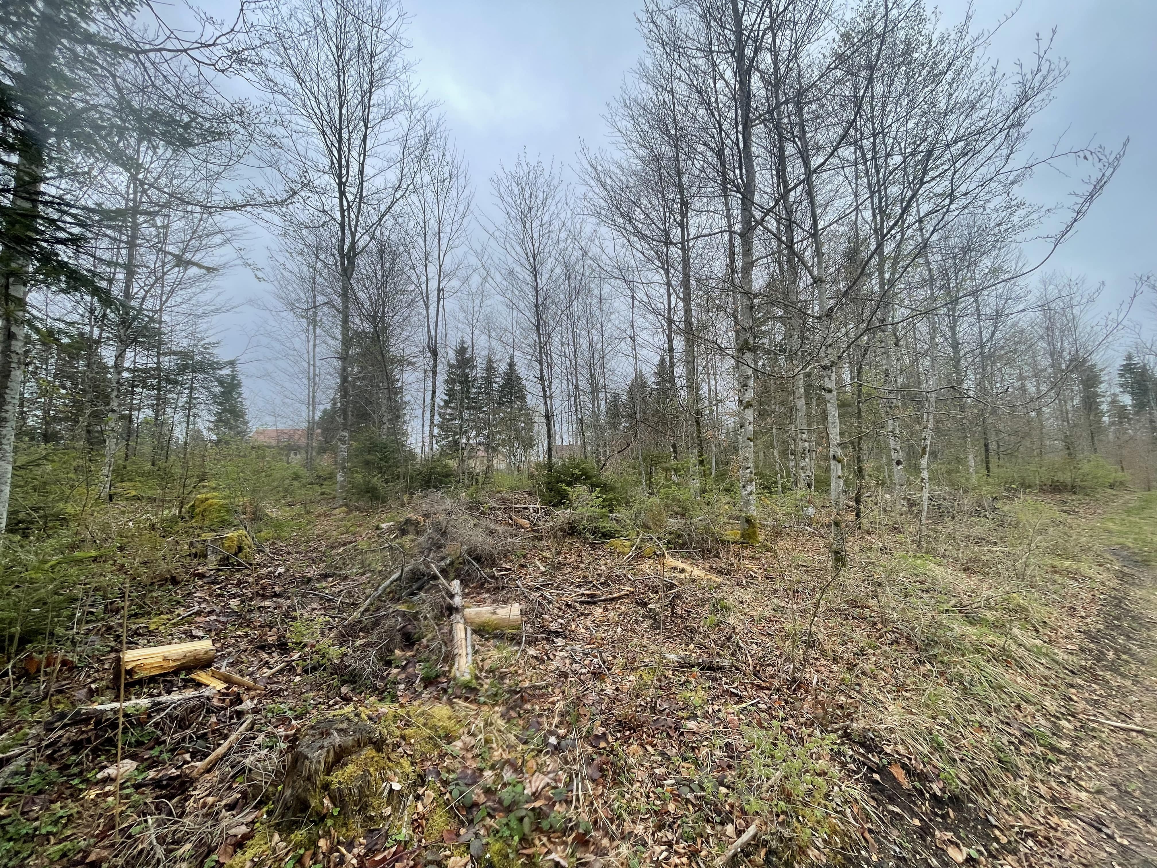 Reforestation of a forest ravaged by bark beetles in the Jura — 2