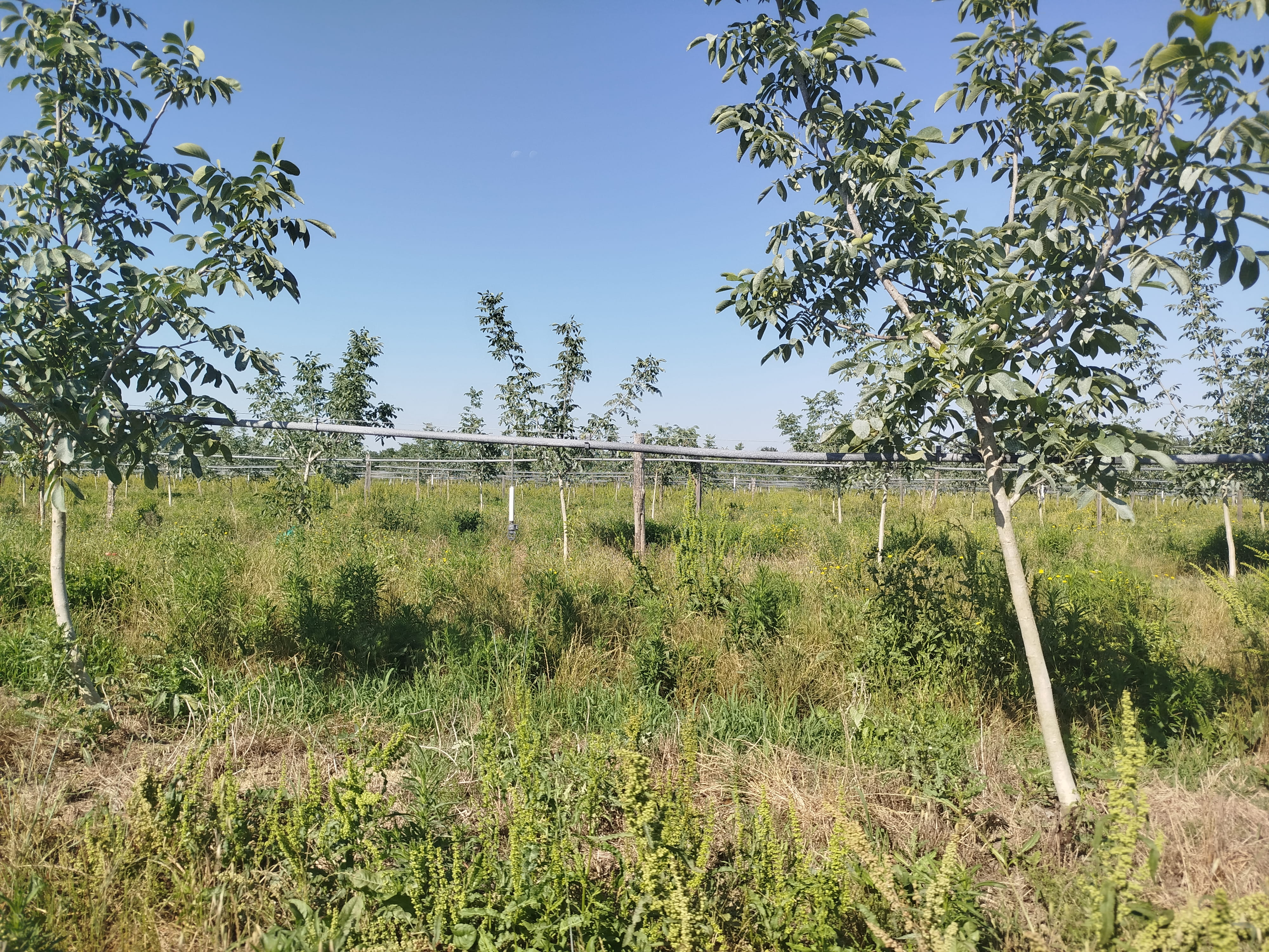 Plantation de kiwis et de noyers dans le Tarn-et-Garonne
