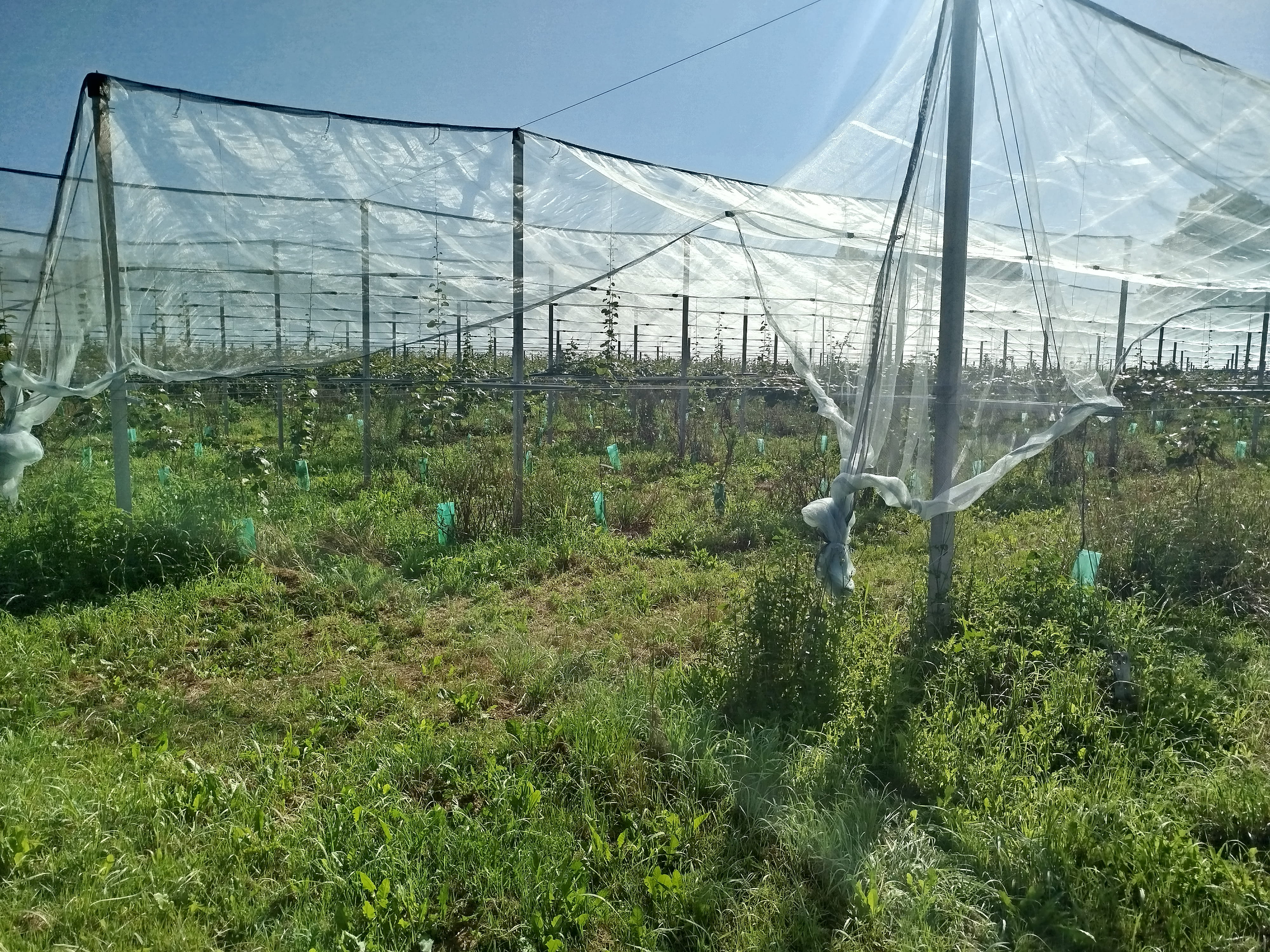 Plantation de kiwis et de noyers dans le Tarn-et-Garonne — 2
