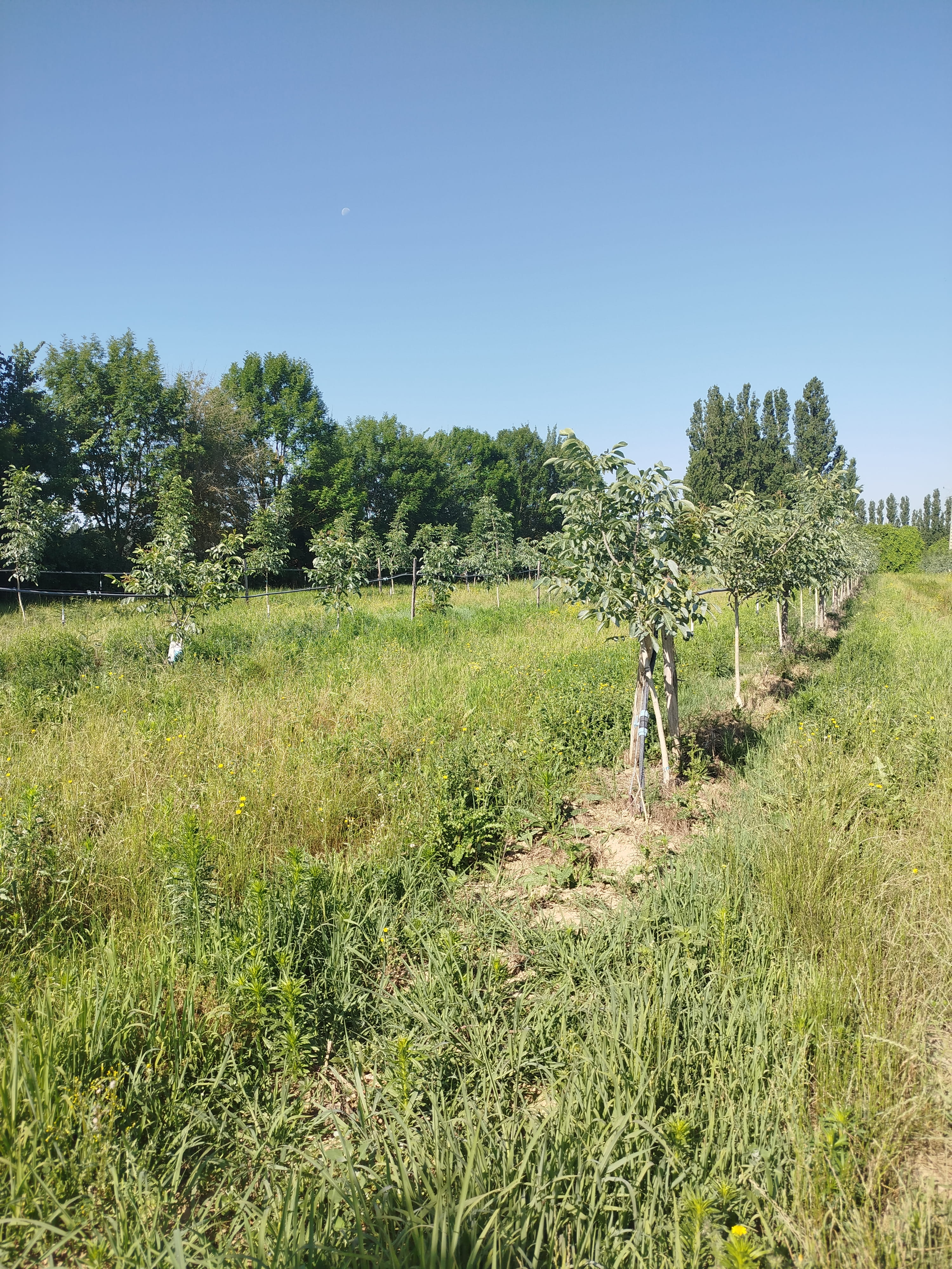 Plantation de kiwis et de noyers dans le Tarn-et-Garonne — 1