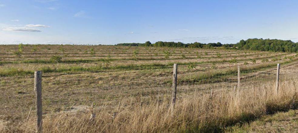 Nouvelle plantation de noyers à l'EARL de Flore — 1