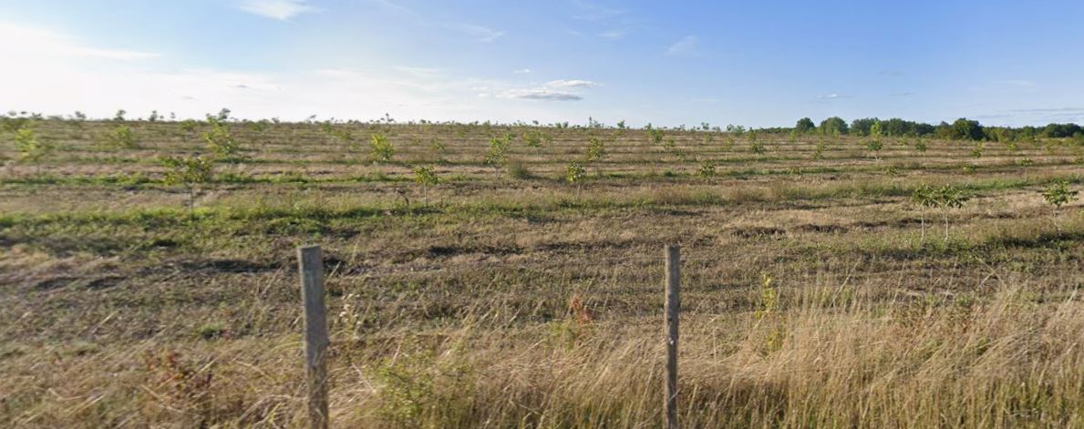 Nouvelle plantation de noyers à l'EARL de Flore