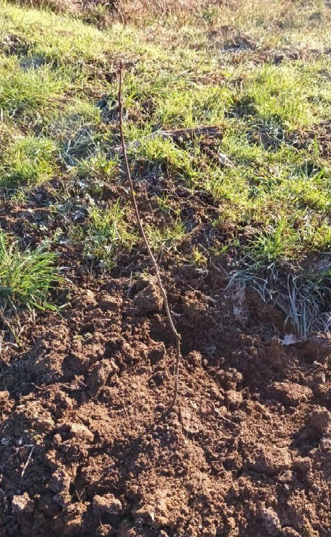 Boisement d'une terre agricole délaissée en Occitanie — 1