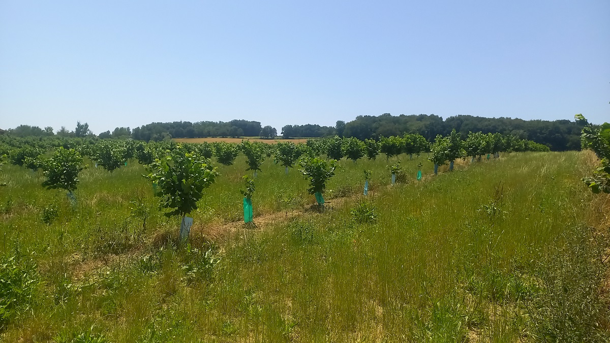 Mister Moreau's orchard