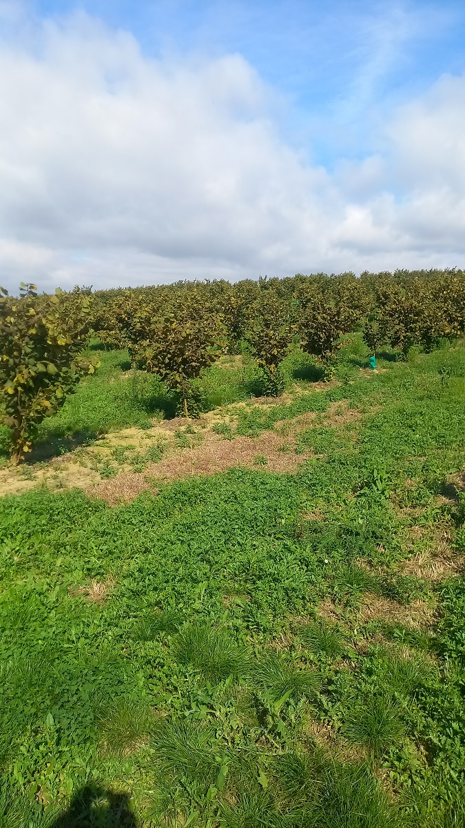 Mister Moreau's orchard — 1