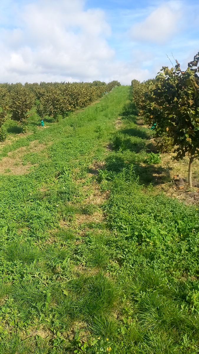 Mister Moreau's orchard — 2