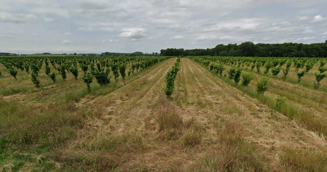 Hazelnut tree plantation in Charente-Maritime 