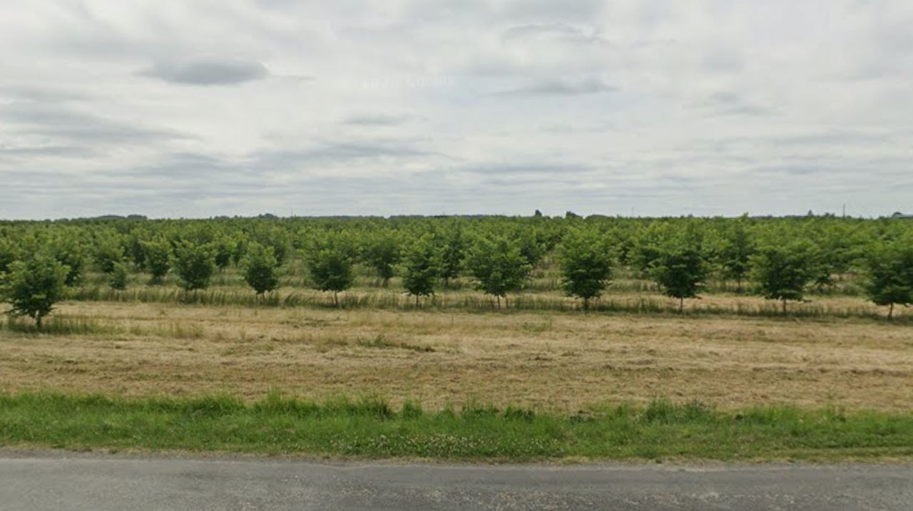 Hazelnut tree plantation in Charente-Maritime  — 1