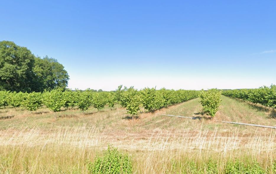 Hazelnut tree plantation in Charente-Maritime  — 2