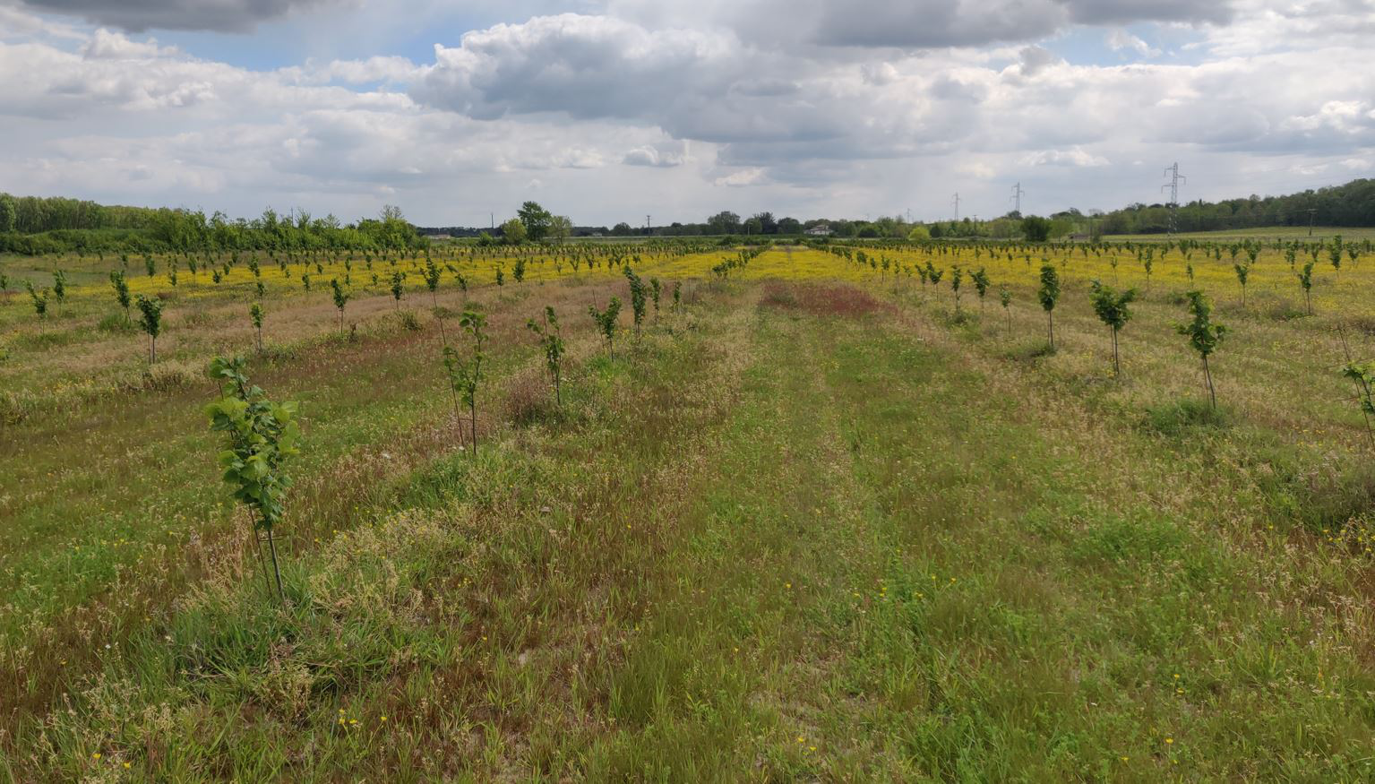 Les vergers du Domaine de Lescure 
