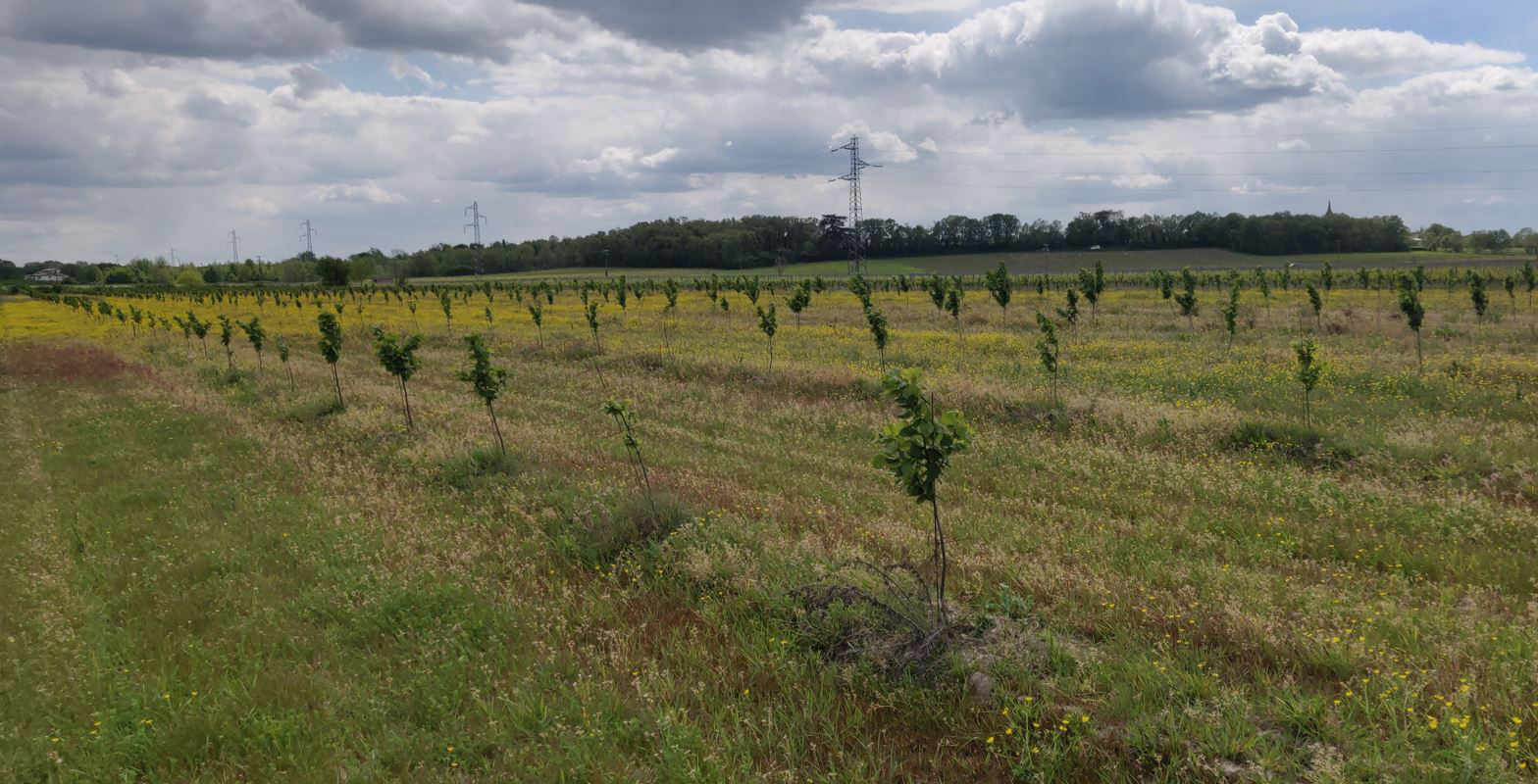 Les vergers du Domaine de Lescure  — 1