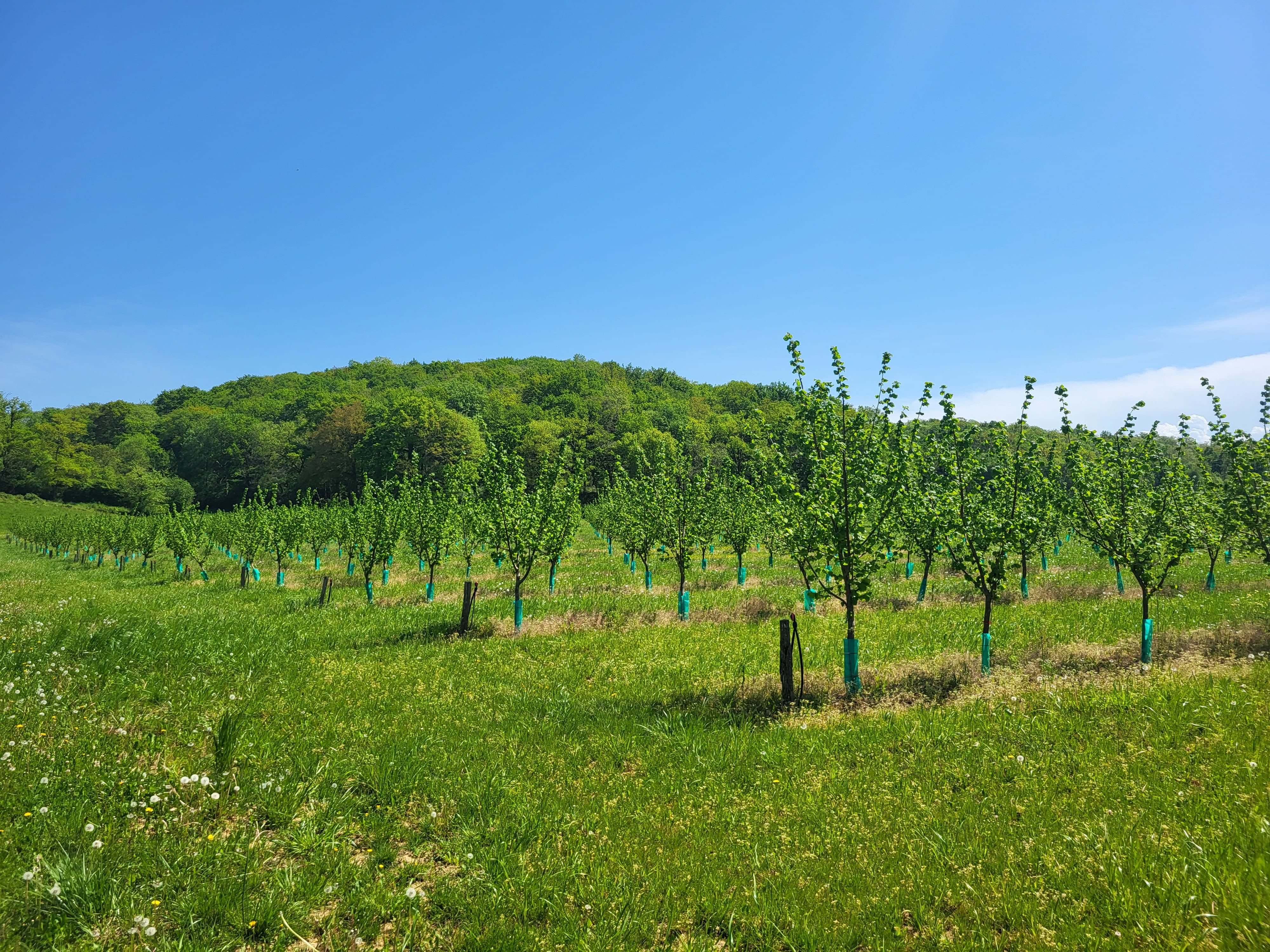 Hazelnut tree plantation in the Hautes-Pyrénées
