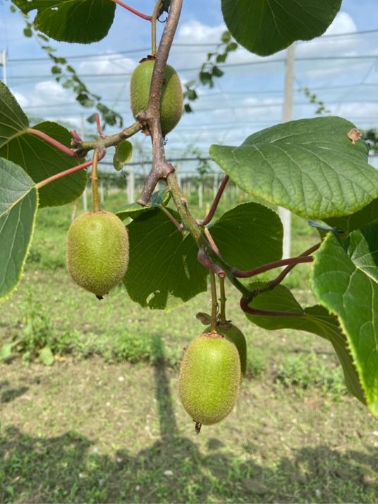 Planting of kiwifruit trees in the Landes — 1