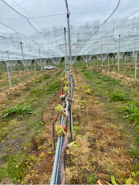 Planting of kiwifruit trees in the Landes — 2