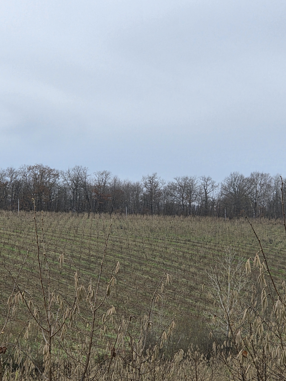 Nouvelle plantation de noisetiers dans le Gers — 2
