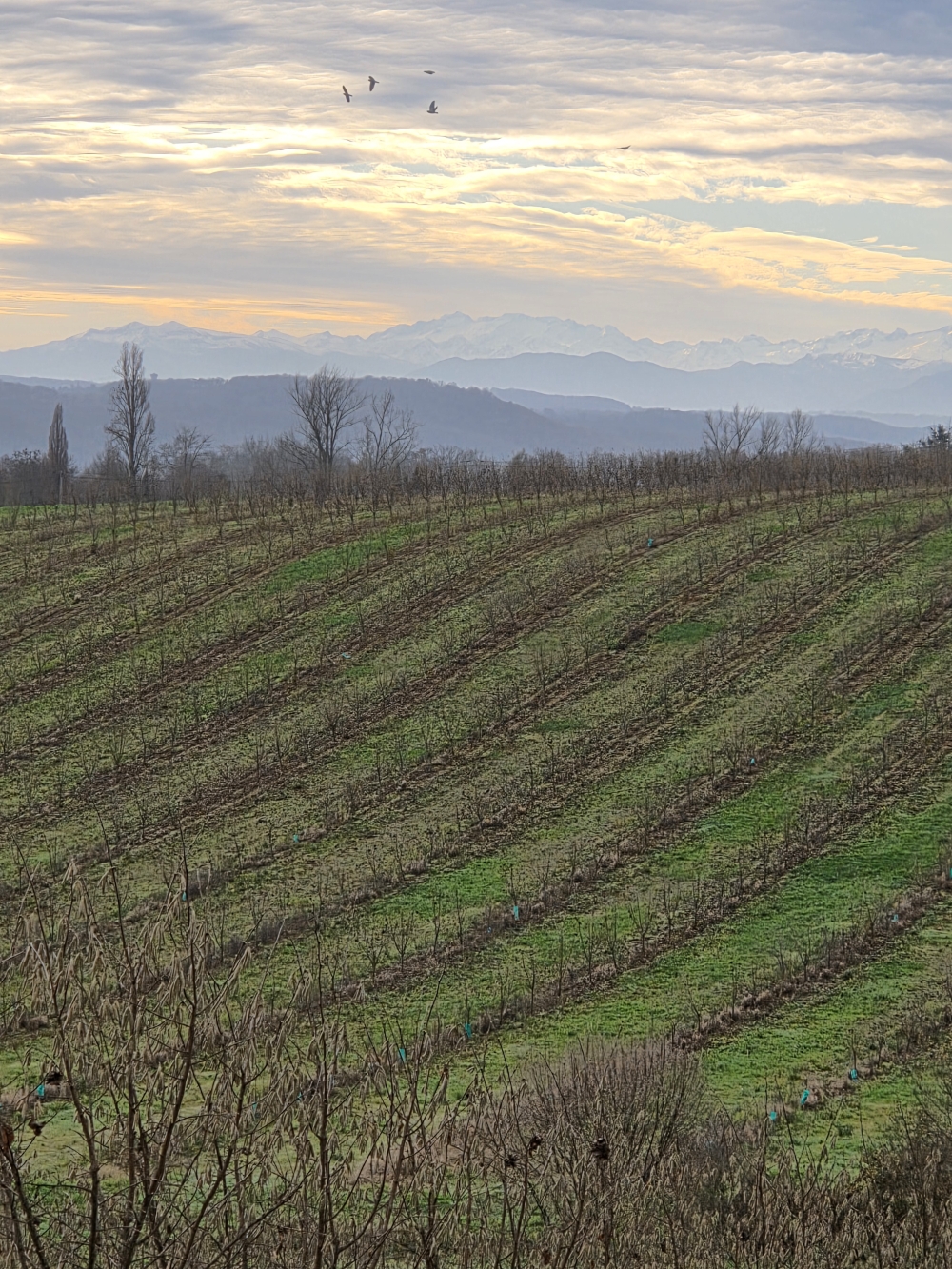 Nouvelle plantation de noisetiers dans le Gers — 1