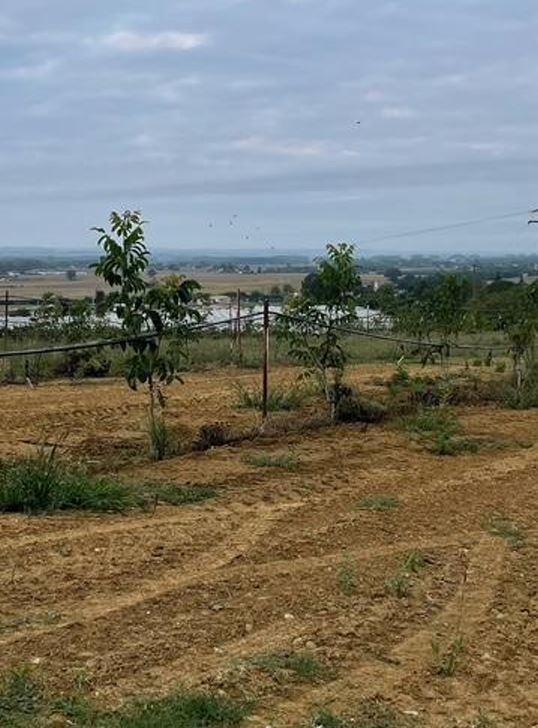 L'exploitation de Romain Zanese se diversifie en plantant un verger de noyers — 2