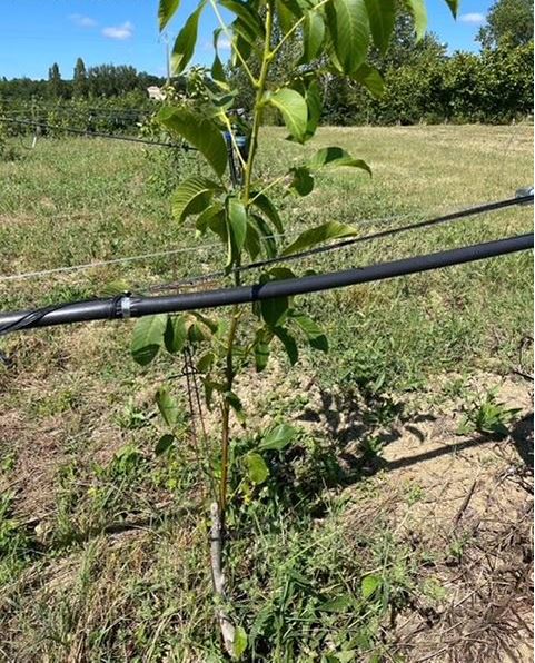 L'exploitation de Romain Zanese se diversifie en plantant un verger de noyers — 1