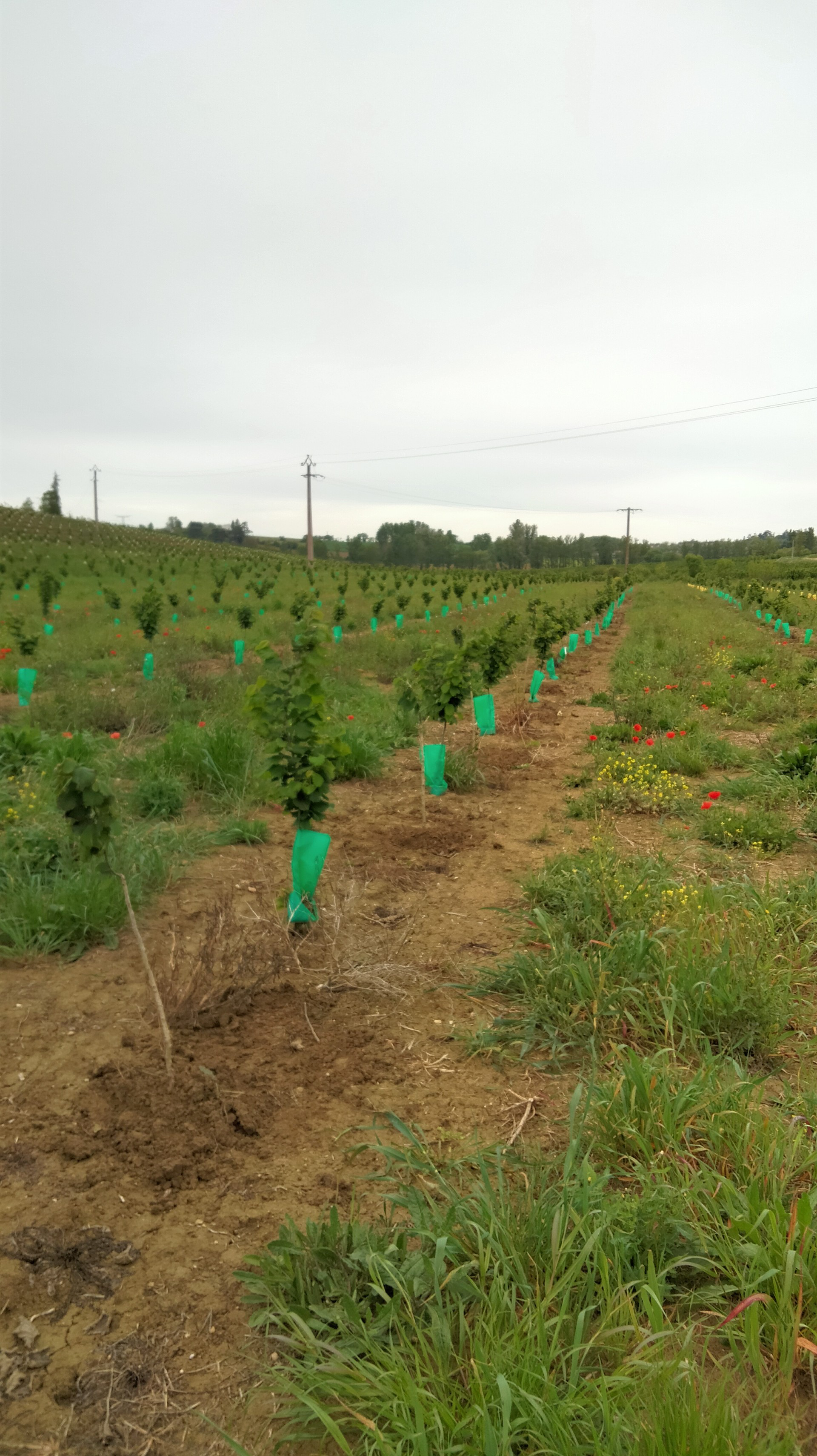 Plantation de noisetiers dans le Lot-et-Garonne — 1