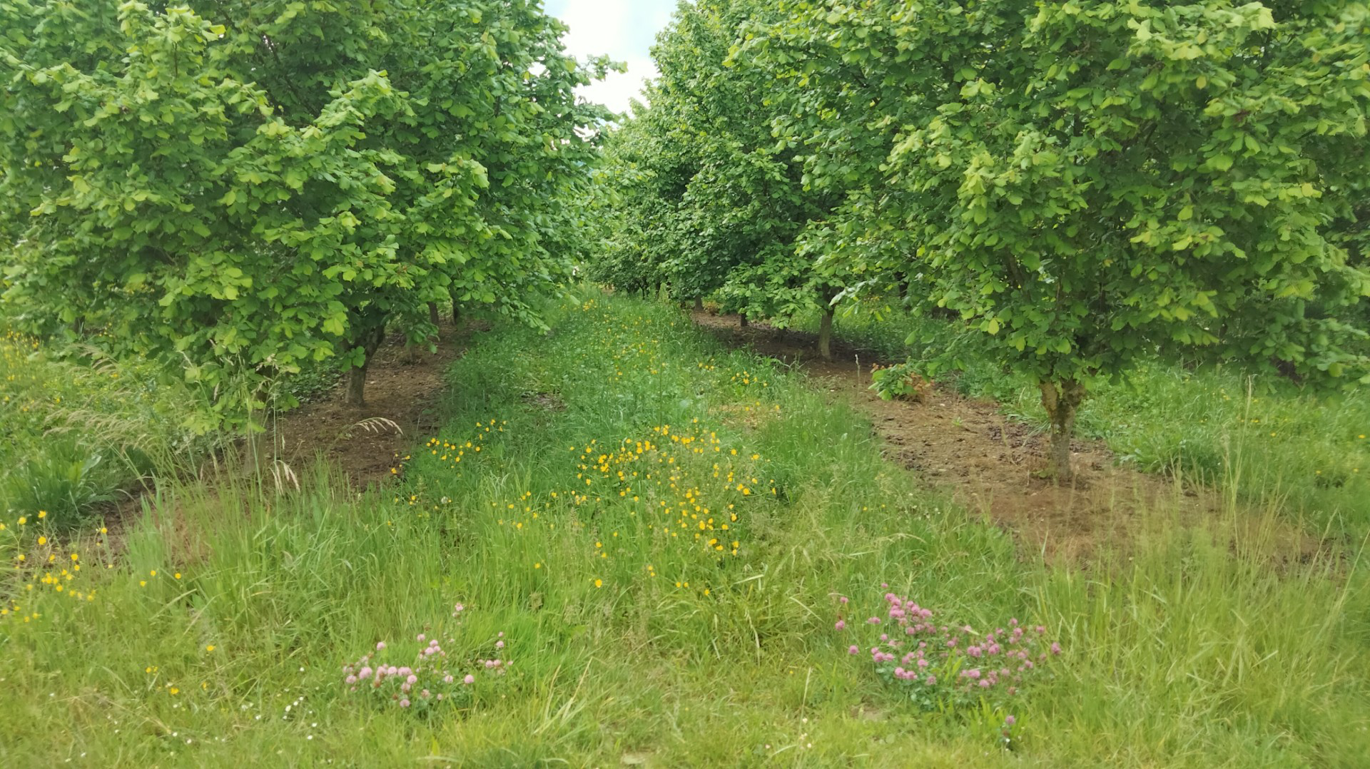 Plantation de noisetiers dans le Lot-et-Garonne — 2