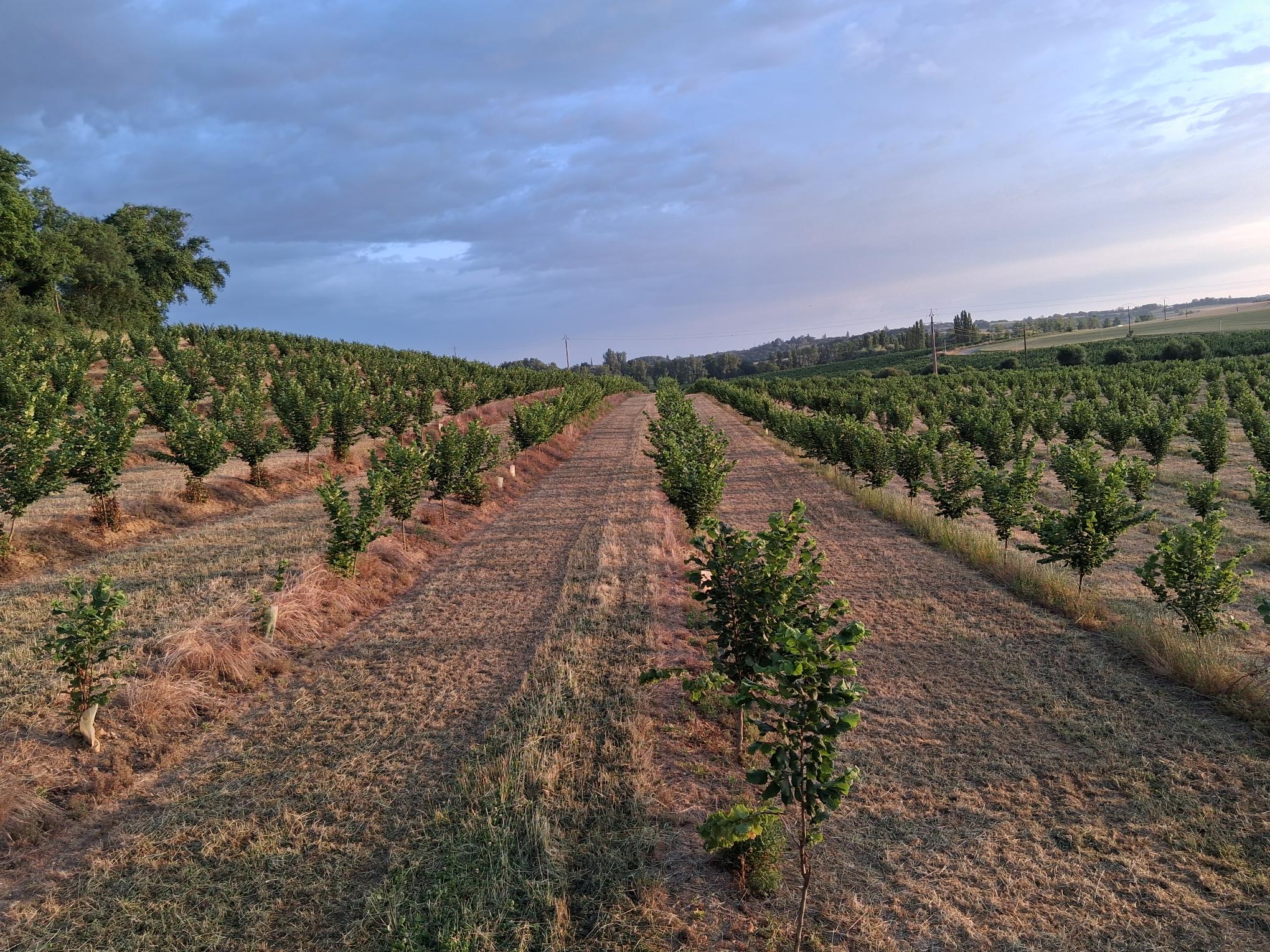 Plantation de noisetiers dans le Lot-et-Garonne