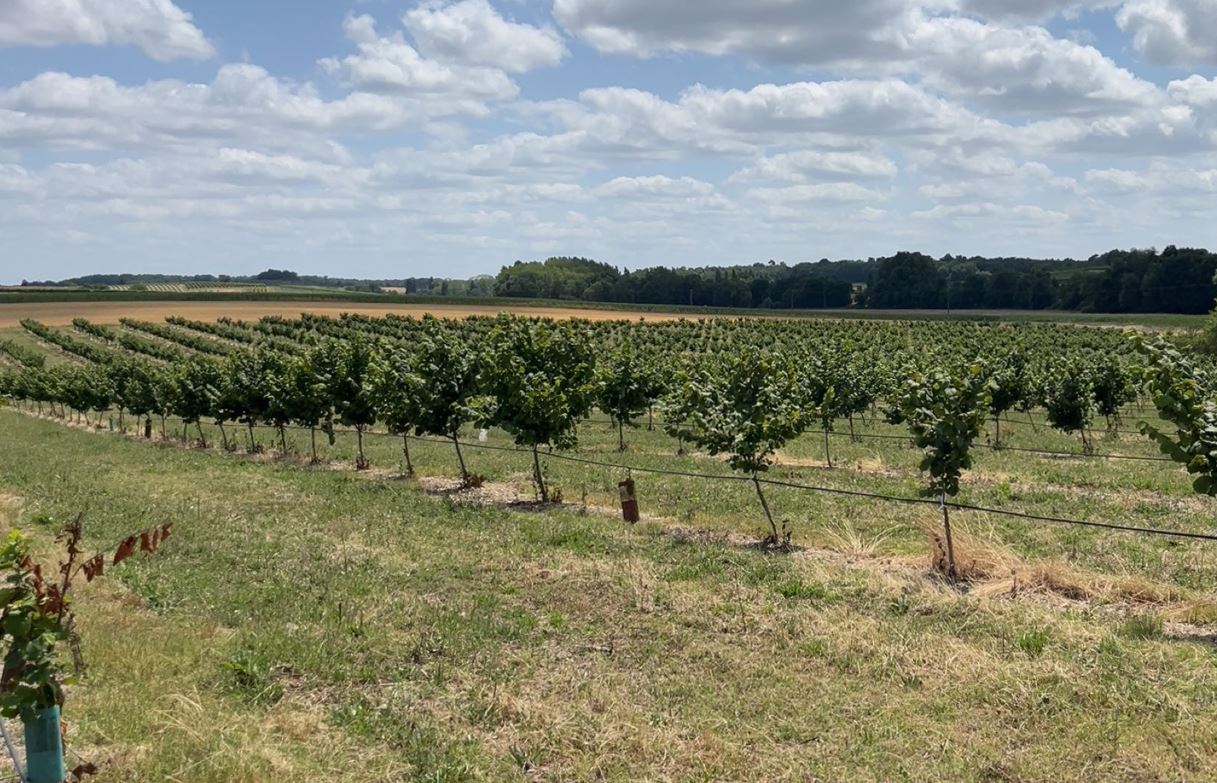 Plantation de noisetiers en Charente — 1